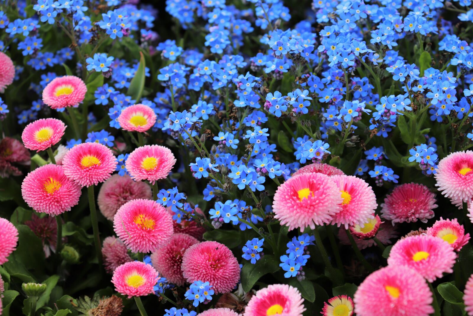 Canon EOS 200D (EOS Rebel SL2 / EOS Kiss X9) sample photo. Pink daisy, bellis perennis photography
