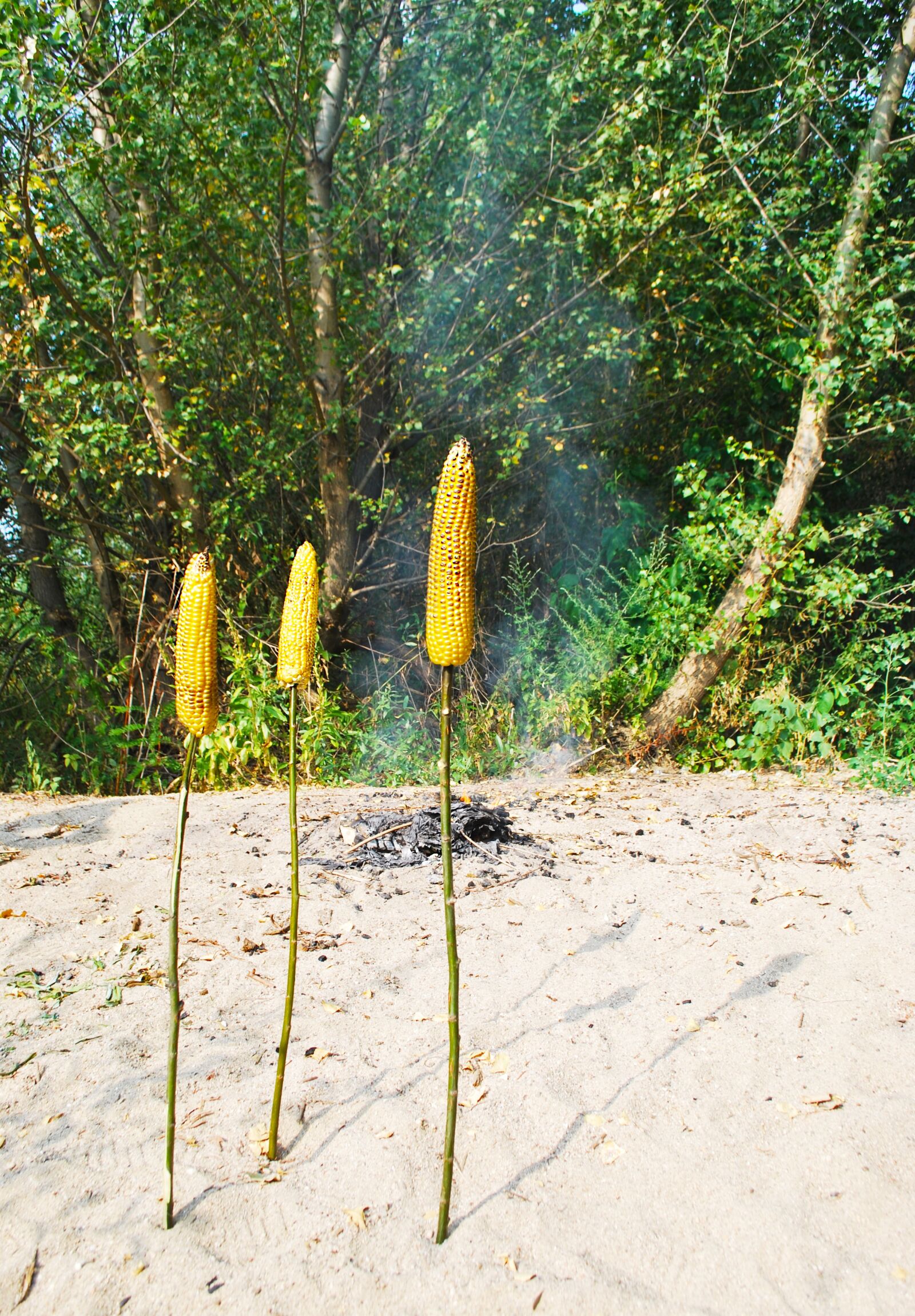 Nikon D60 sample photo. Roasted corn, nature, stick photography
