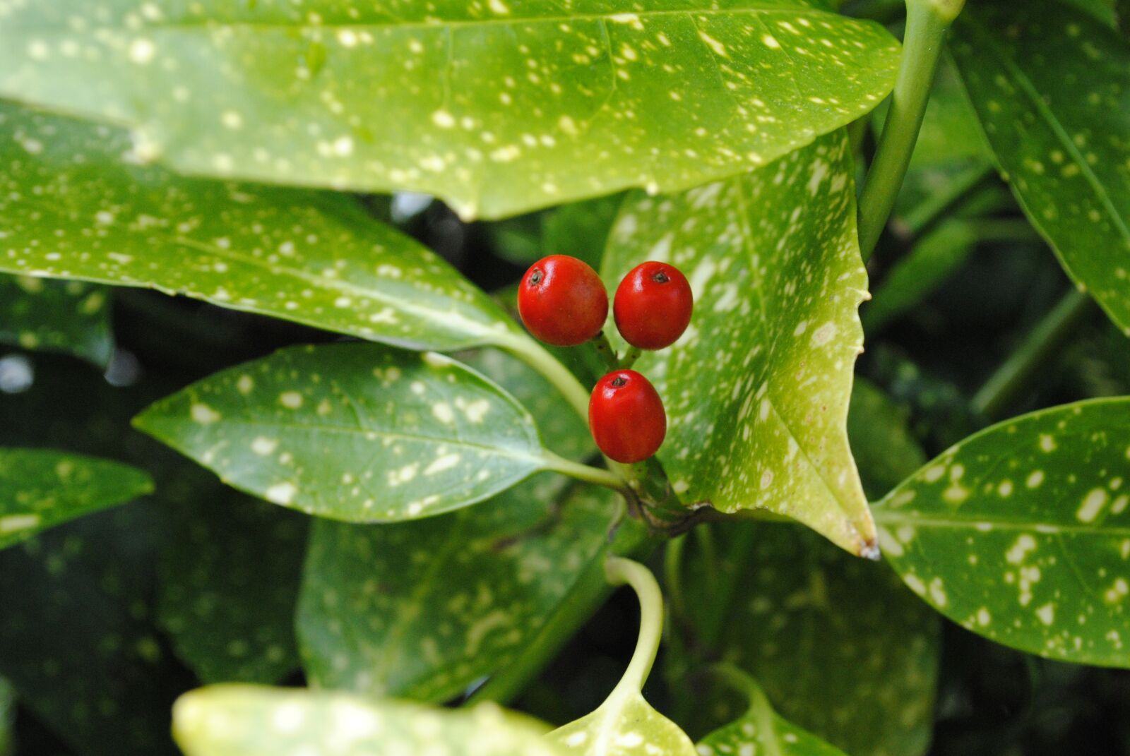 Nikon D3000 sample photo. Berry, leaves, summer photography