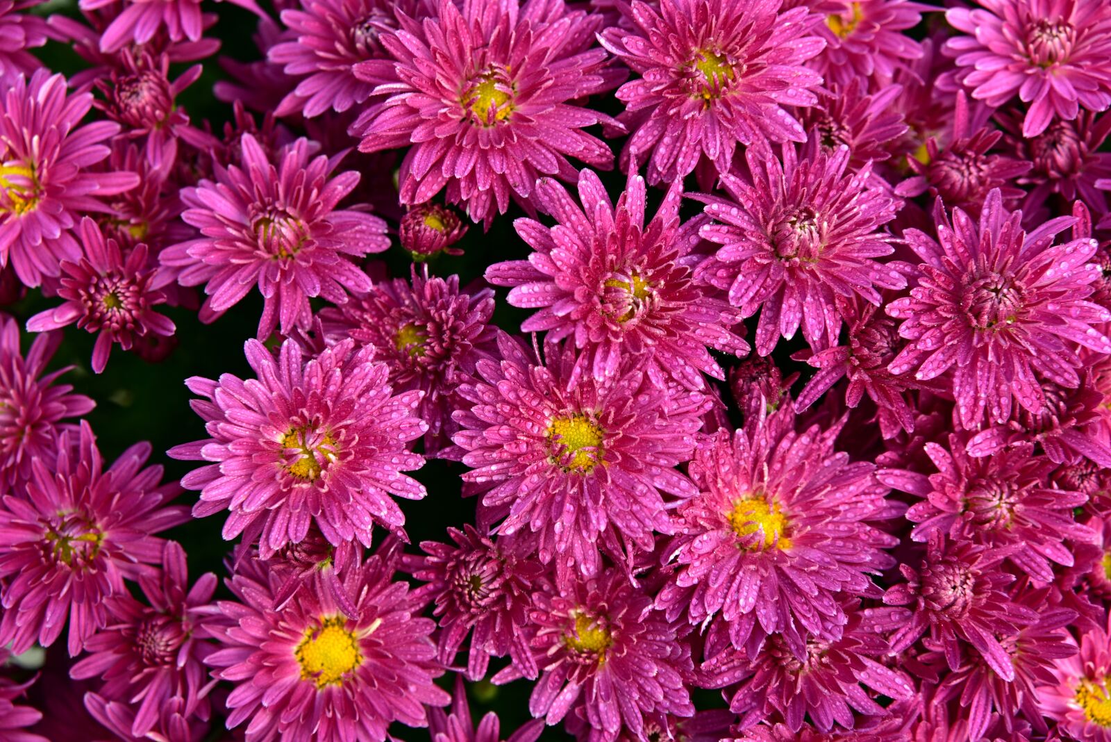 Nikon D750 sample photo. Asters, flowers, pink photography