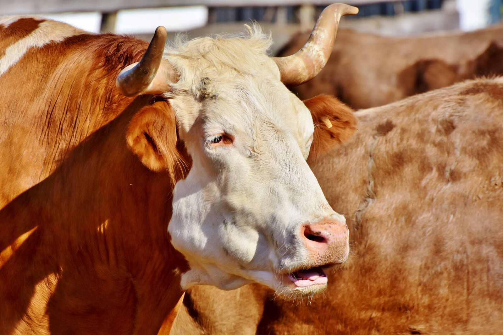 Nikon D7200 sample photo. Bull, ox, cow photography