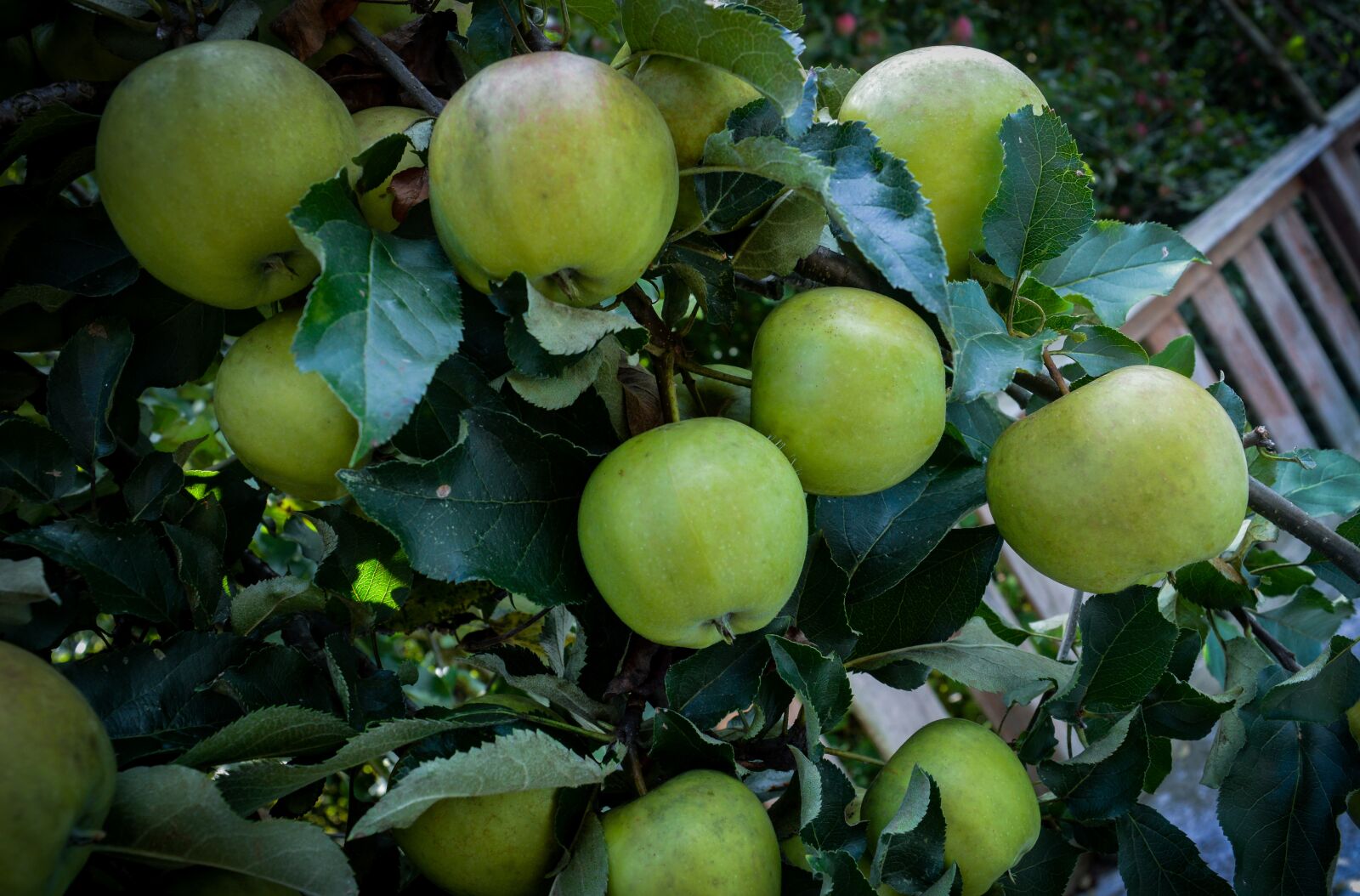 Nikon D3200 sample photo. Apple, nature, forest photography