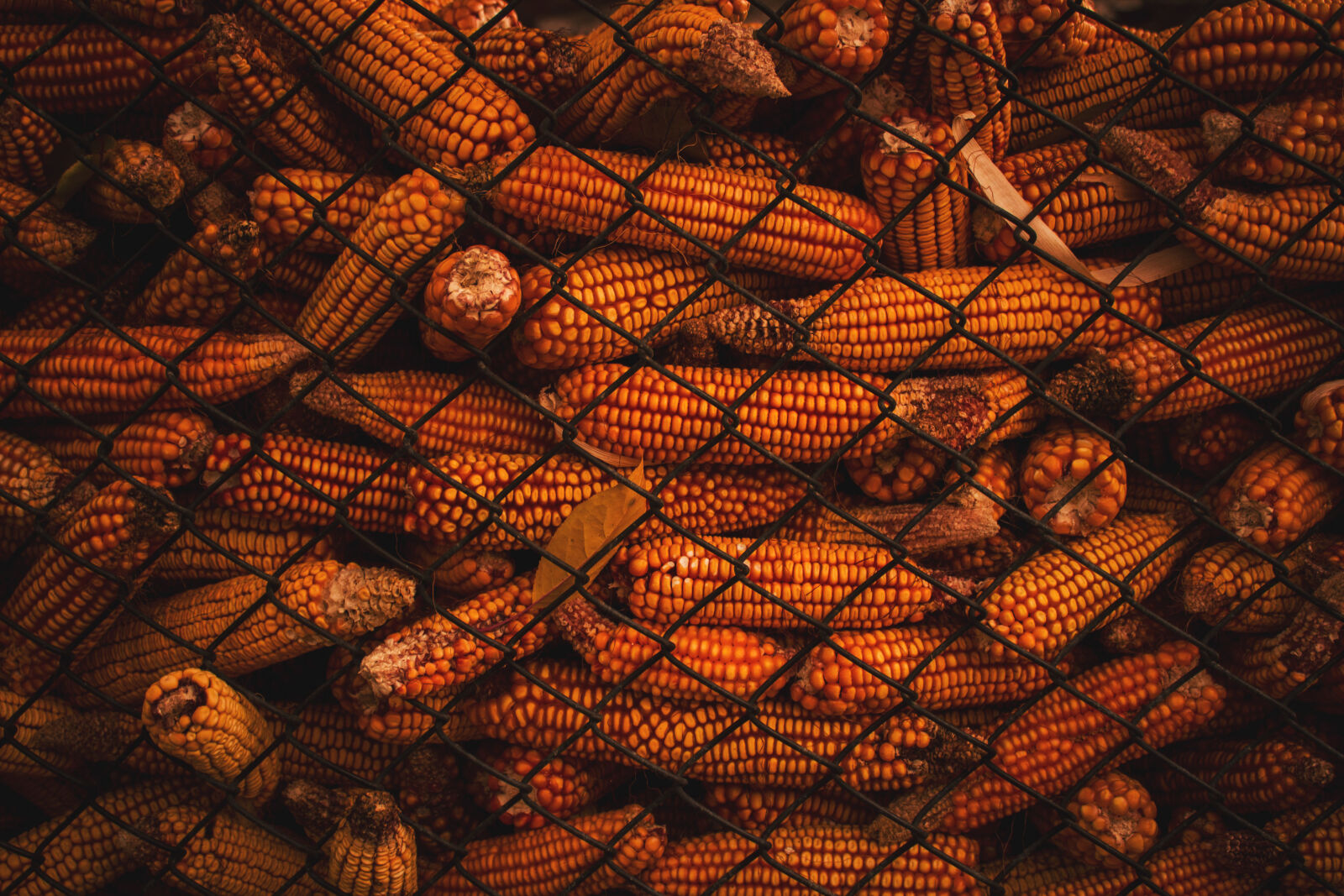 Canon EOS 600D (Rebel EOS T3i / EOS Kiss X5) sample photo. Corn, yellow photography