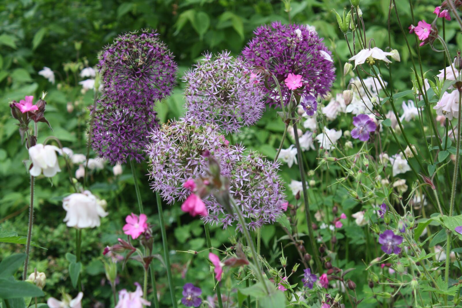 Canon EOS 450D (EOS Rebel XSi / EOS Kiss X2) sample photo. Flowers, floral, alliums photography