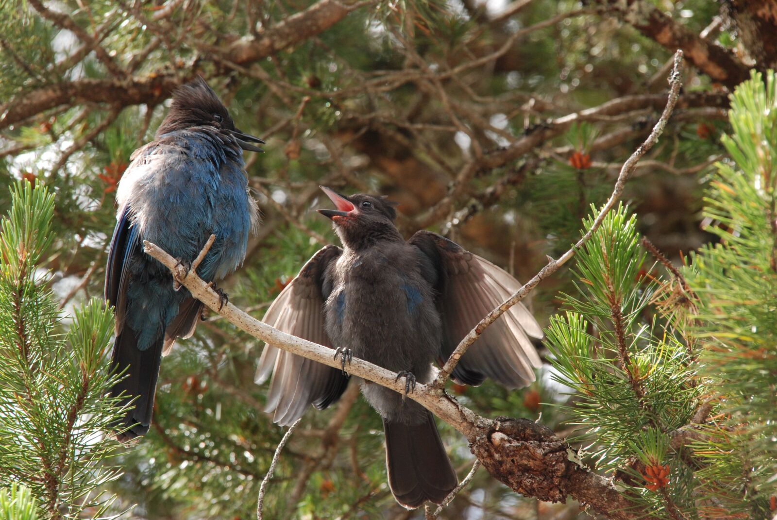 Nikon D80 sample photo. Nature, bird, young photography