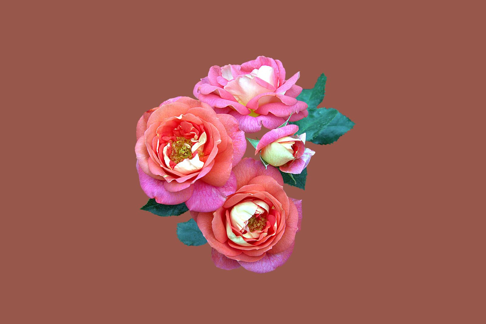 Canon EOS 7D sample photo. Bad kissingen, rose garden photography