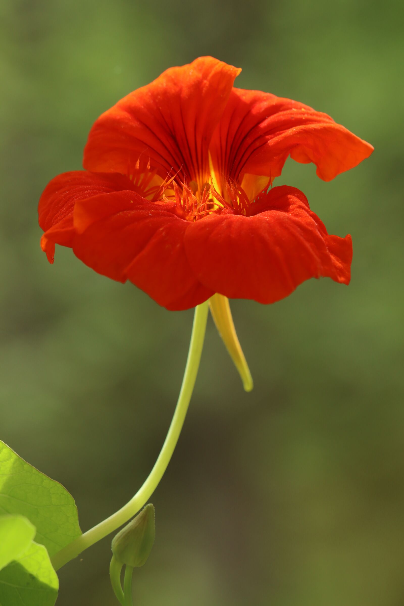 Canon EOS 250D (EOS Rebel SL3 / EOS Kiss X10 / EOS 200D II) sample photo. Nasturtium, flower, spring photography