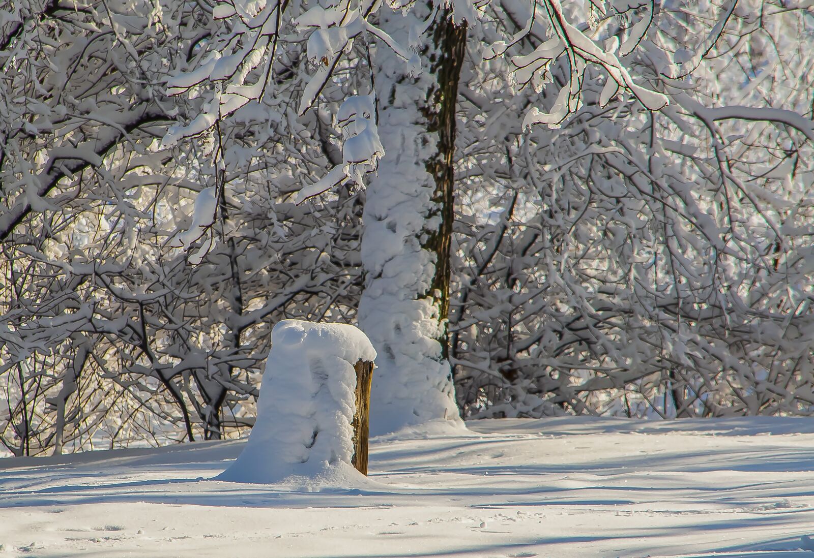 Nikon D90 sample photo. Snow, winter, coldly photography