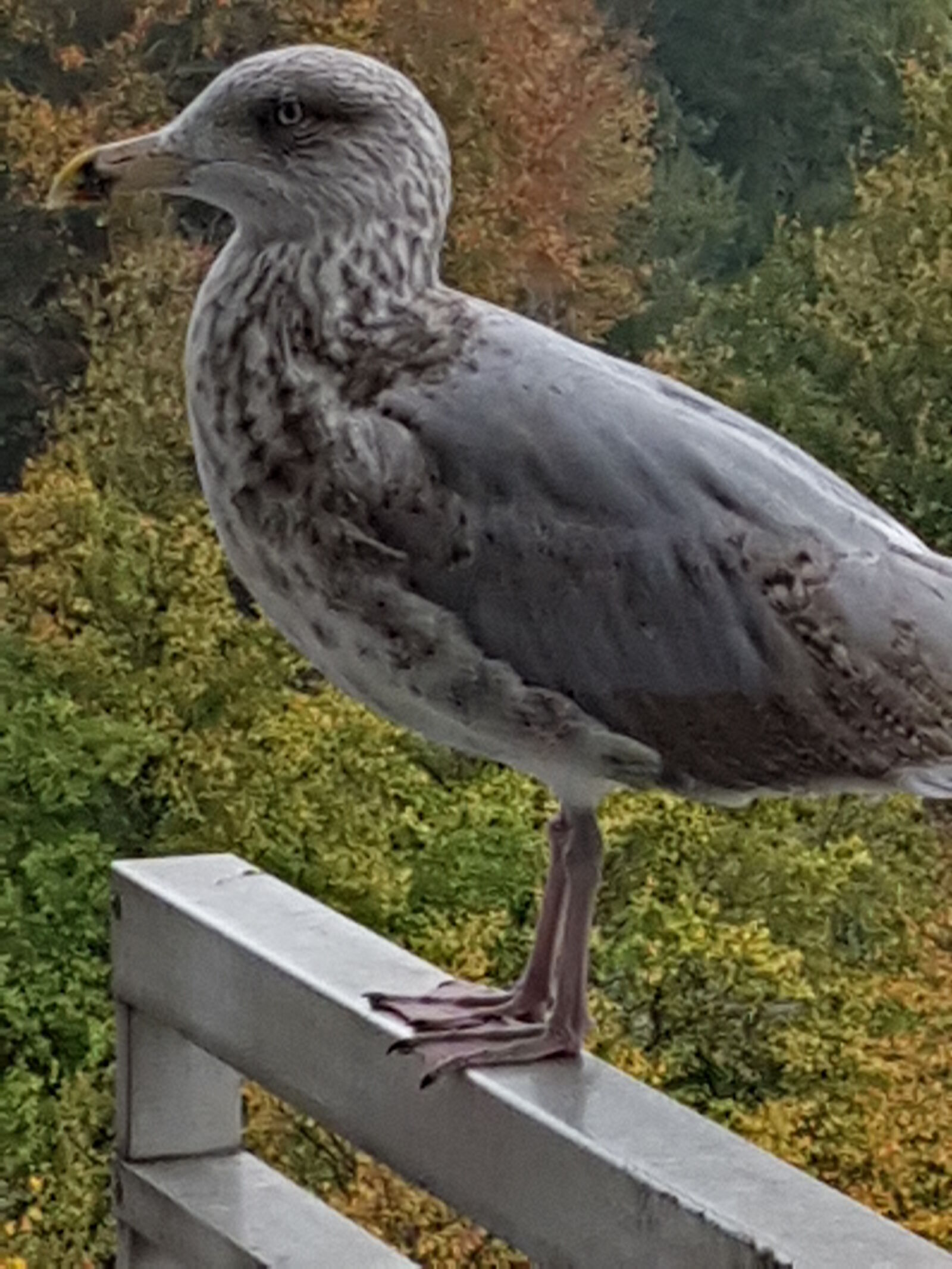 Samsung Galaxy S7 sample photo