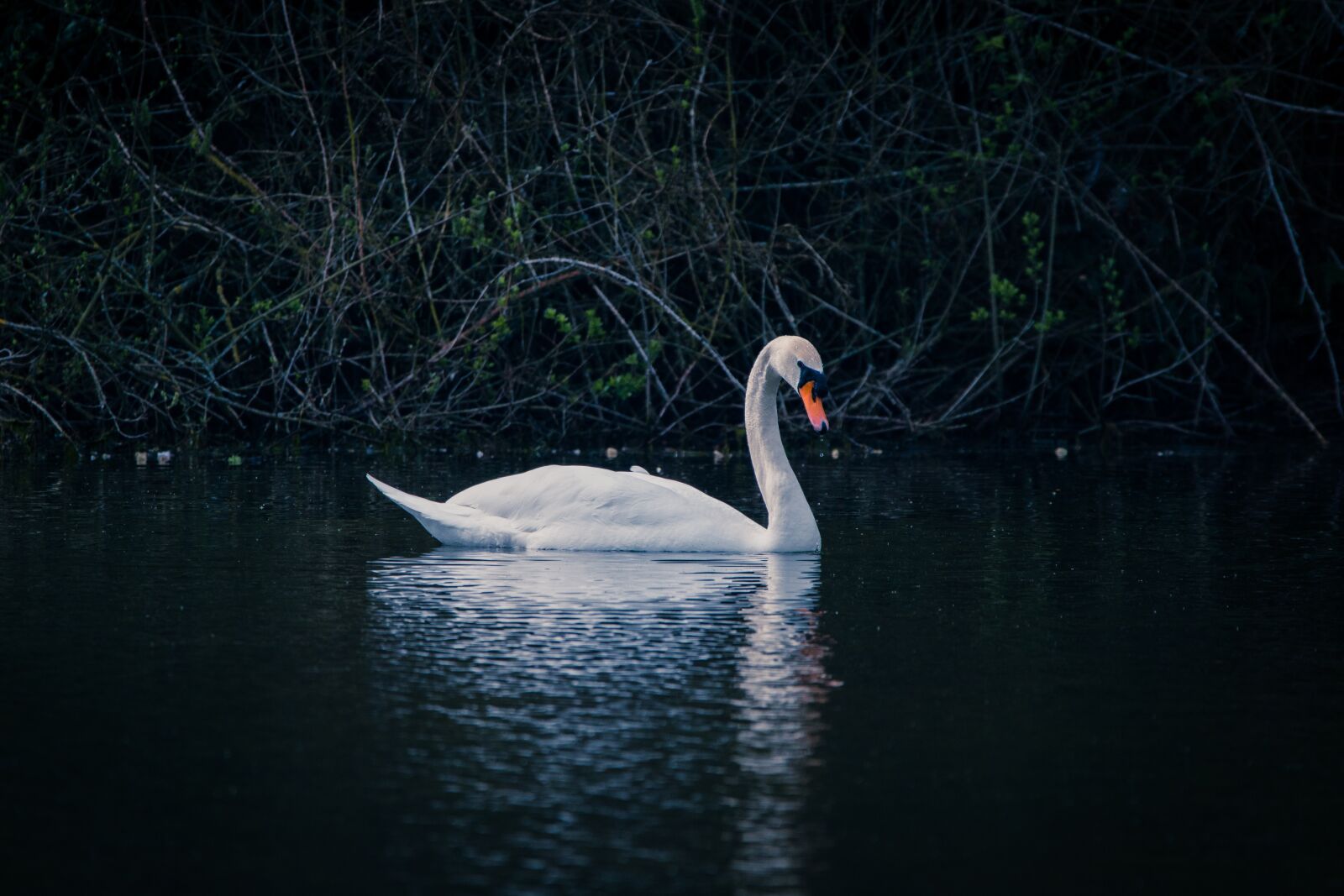 150-600mm F5-6.3 DG OS HSM | Contemporary 015 sample photo. Swan, water bird, swim photography