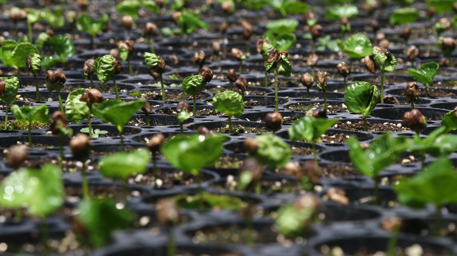 Canon EOS 70D + Canon EF 24-105mm F4L IS USM sample photo. Coffee seed, coffee, seed photography