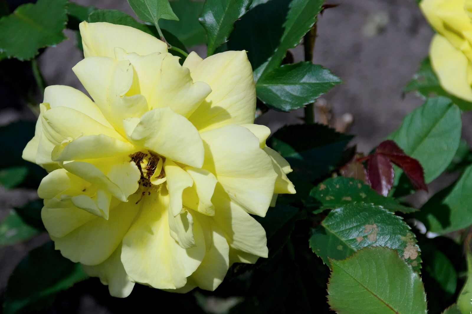 Nikon D3300 sample photo. Rose, macro, rose flower photography