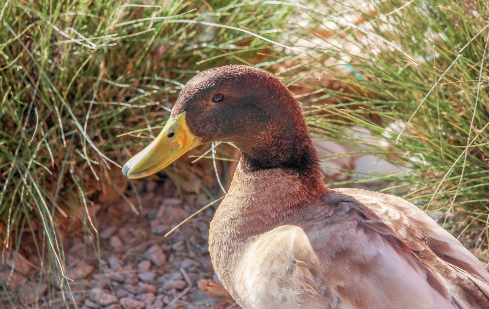 Canon EOS 700D (EOS Rebel T5i / EOS Kiss X7i) sample photo. Nature, bird, duck photography