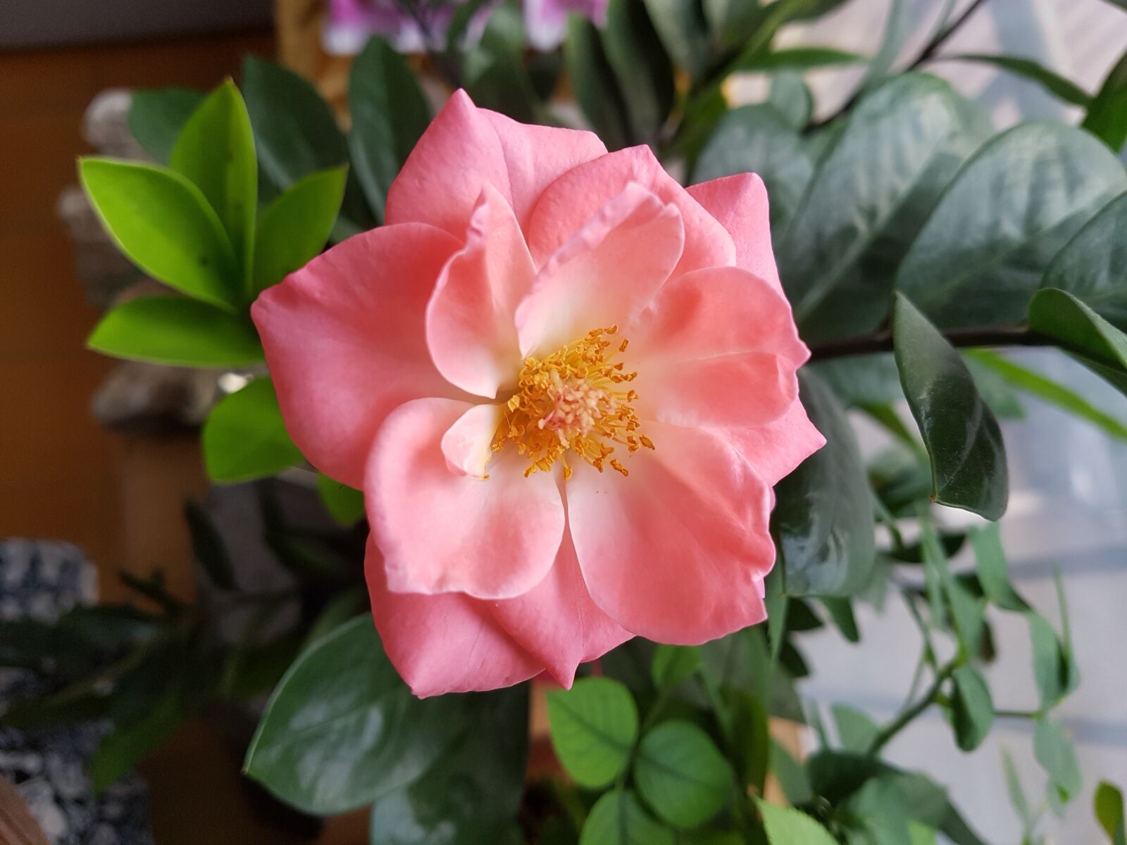 Samsung Galaxy S7 sample photo. Rose, pink roses, flowers photography