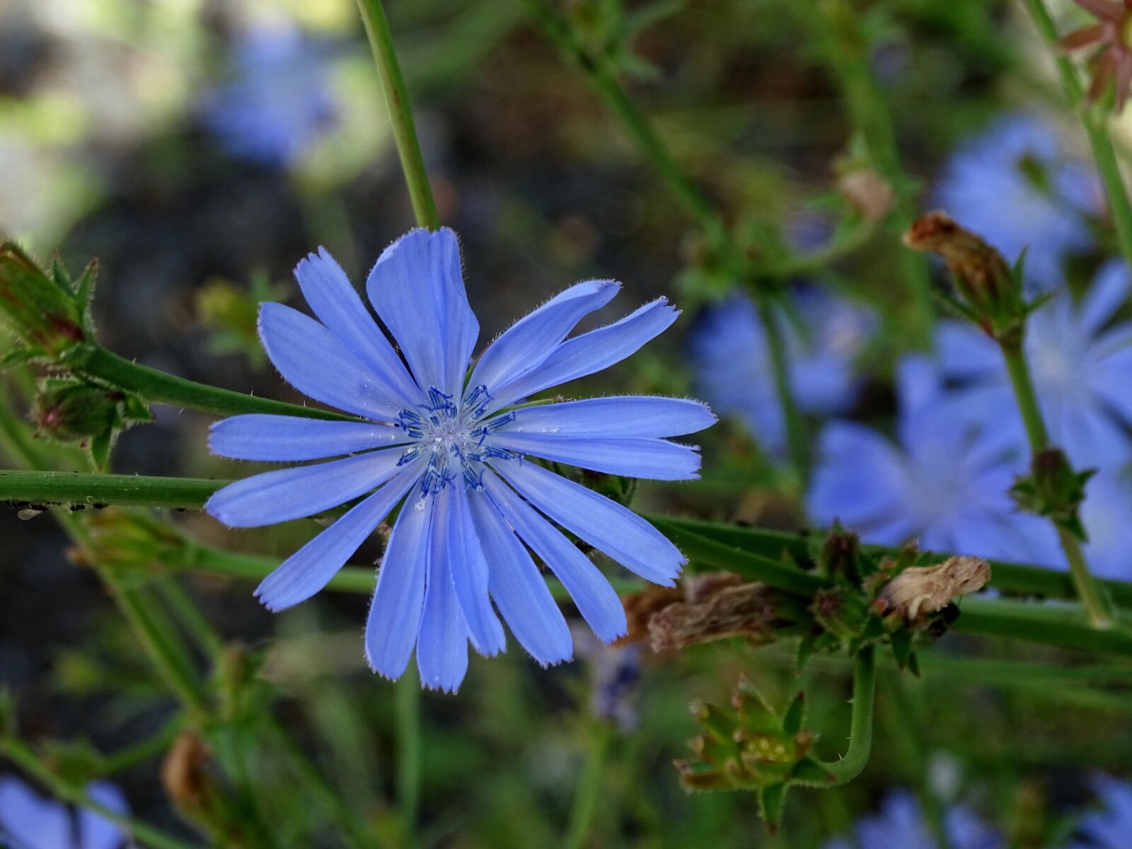 Sony Cyber-shot DSC-HX400V sample photo. Chicory, flower, blossom photography
