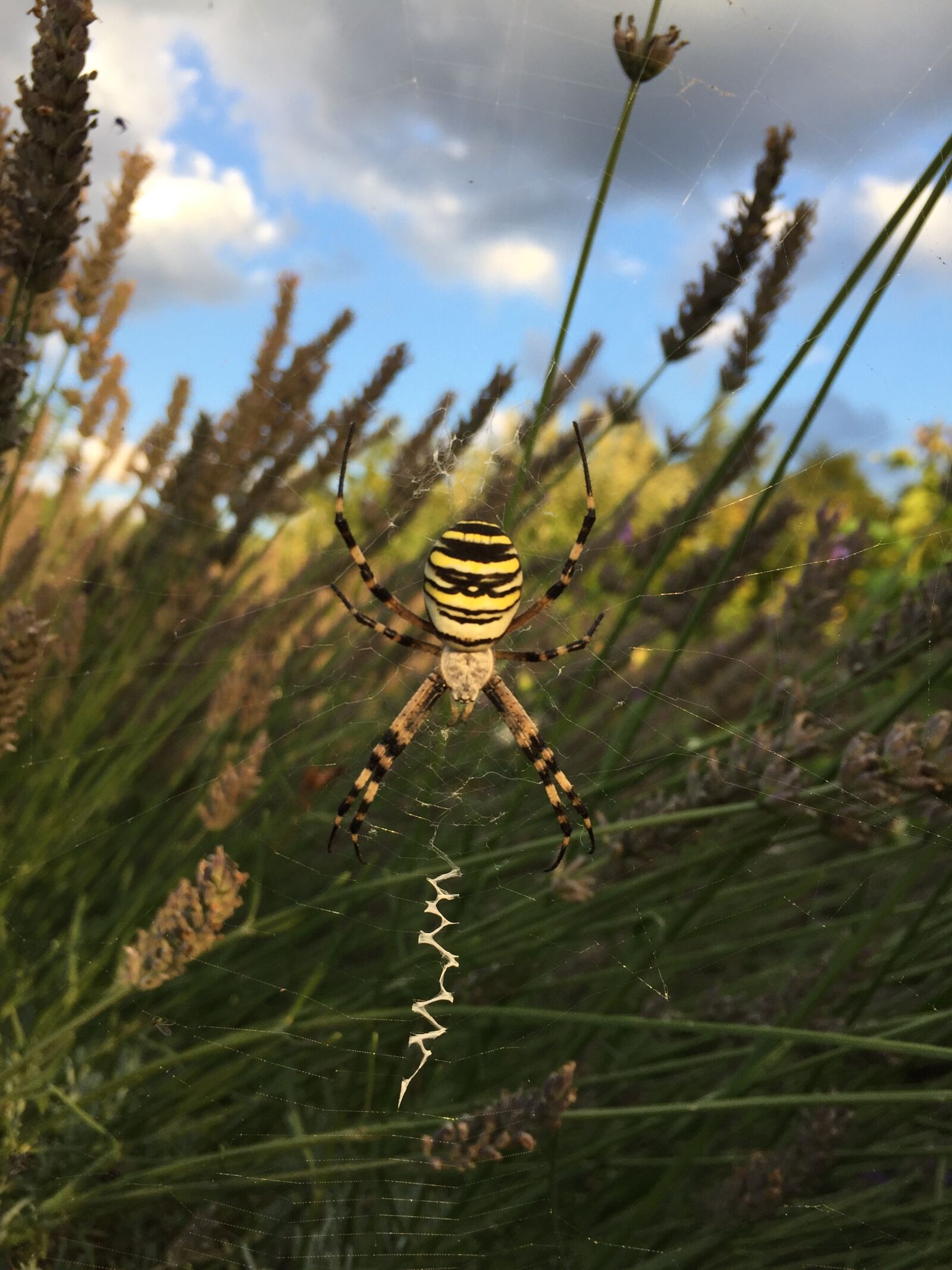 Apple iPhone 6 sample photo. Wasp spider, garden, nature photography