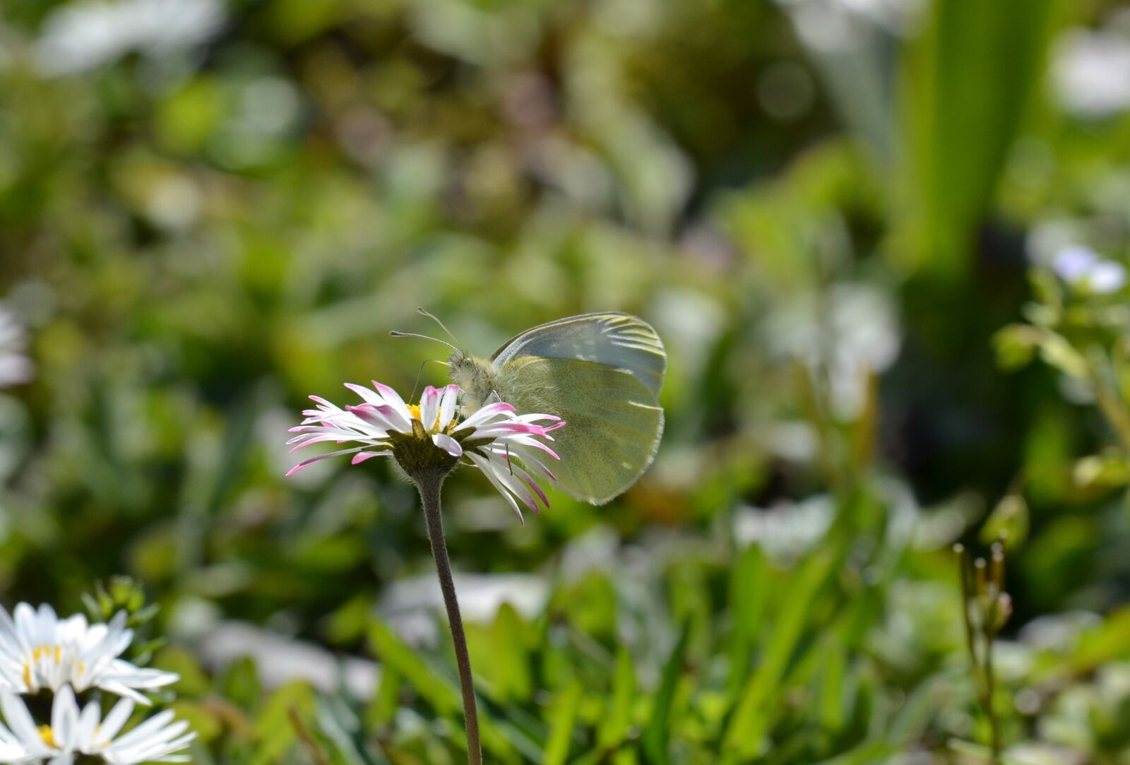 Nikon D5100 sample photo. Nature, fleur, pâquerette photography