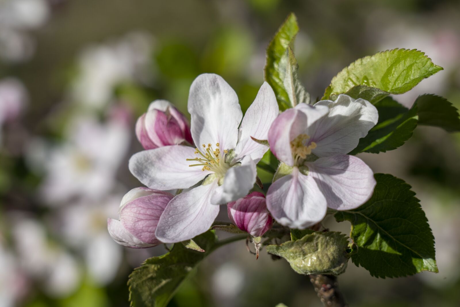 Sony FE 24-105mm F4 G OSS sample photo. Flowers, flower, nature photography