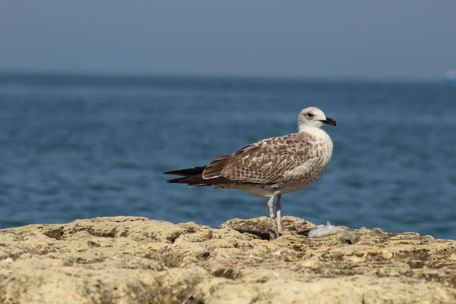 Canon EOS 1200D (EOS Rebel T5 / EOS Kiss X70 / EOS Hi) sample photo. Bird, sea, nature photography