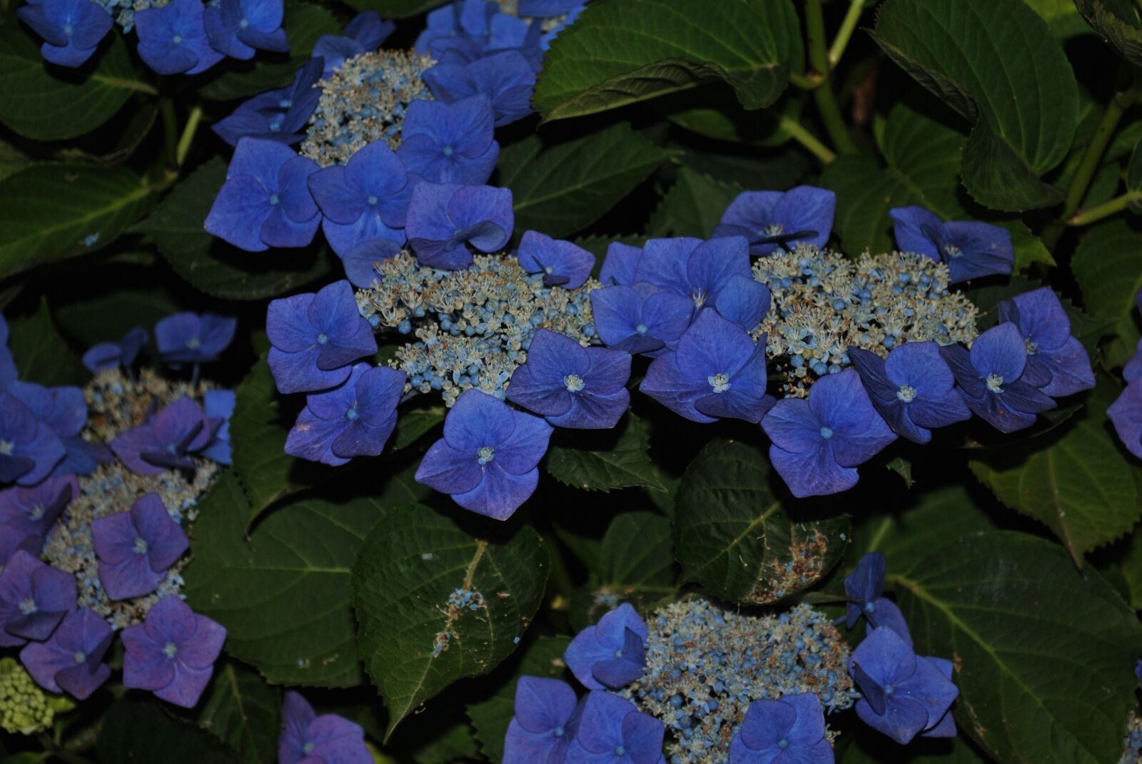 Nikon D3000 sample photo. Flower, summer, hydrangea photography