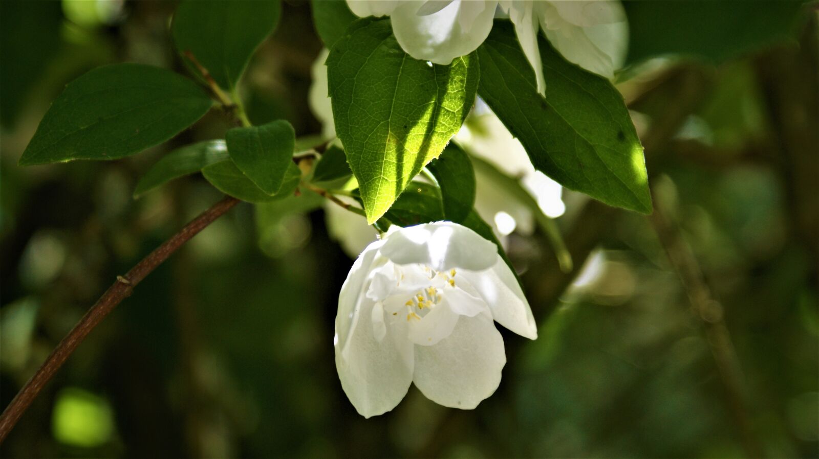 Sony Alpha DSLR-A350 sample photo. Blossom, summer, vegetable photography