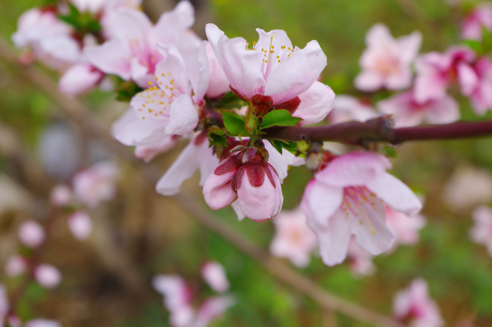 Pentax K-3 sample photo. Spring, flower, pink photography
