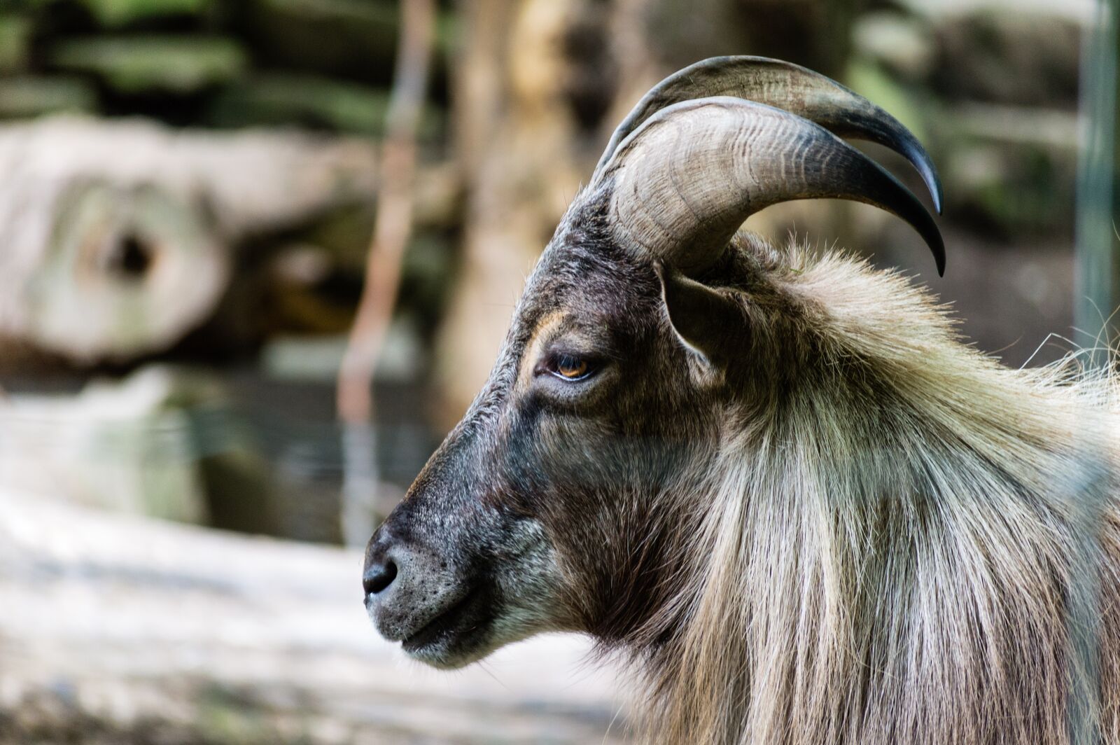 Nikon D3200 sample photo. Animal, close-up, goat photography