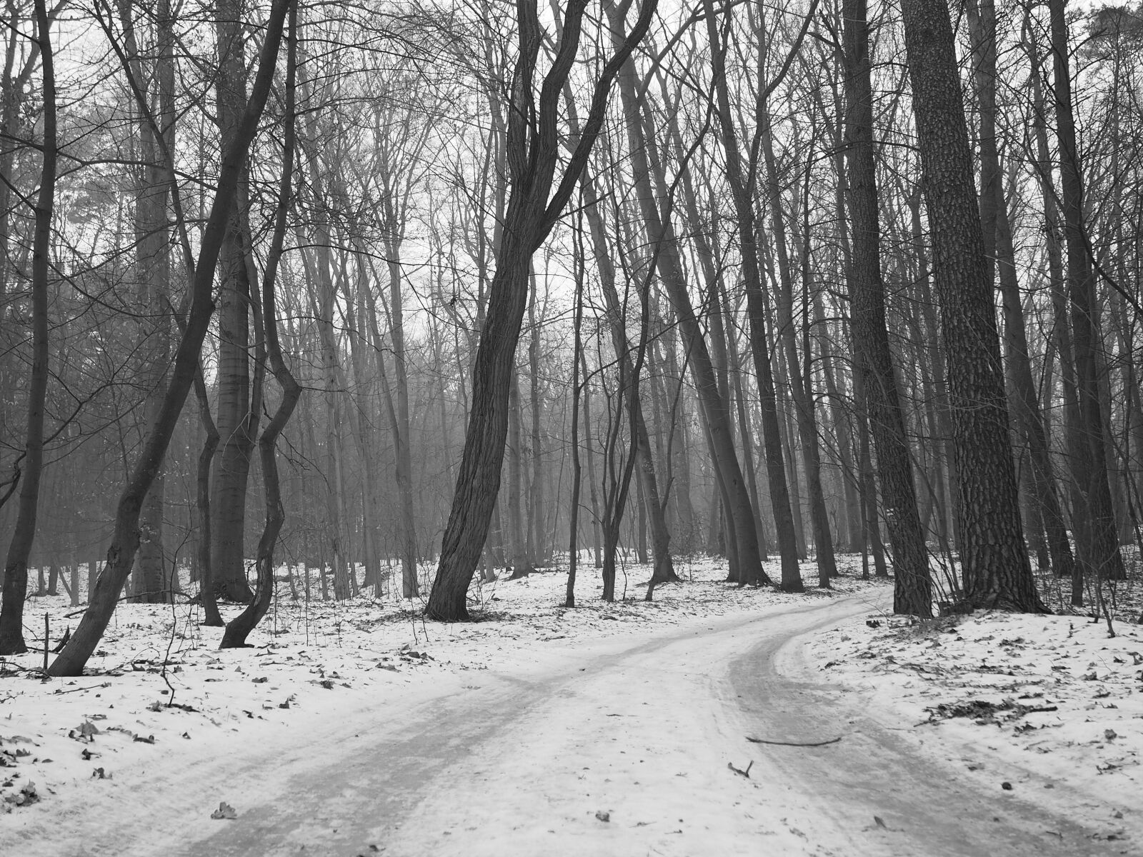 Olympus PEN E-PL6 sample photo. Winter, forest, snow photography