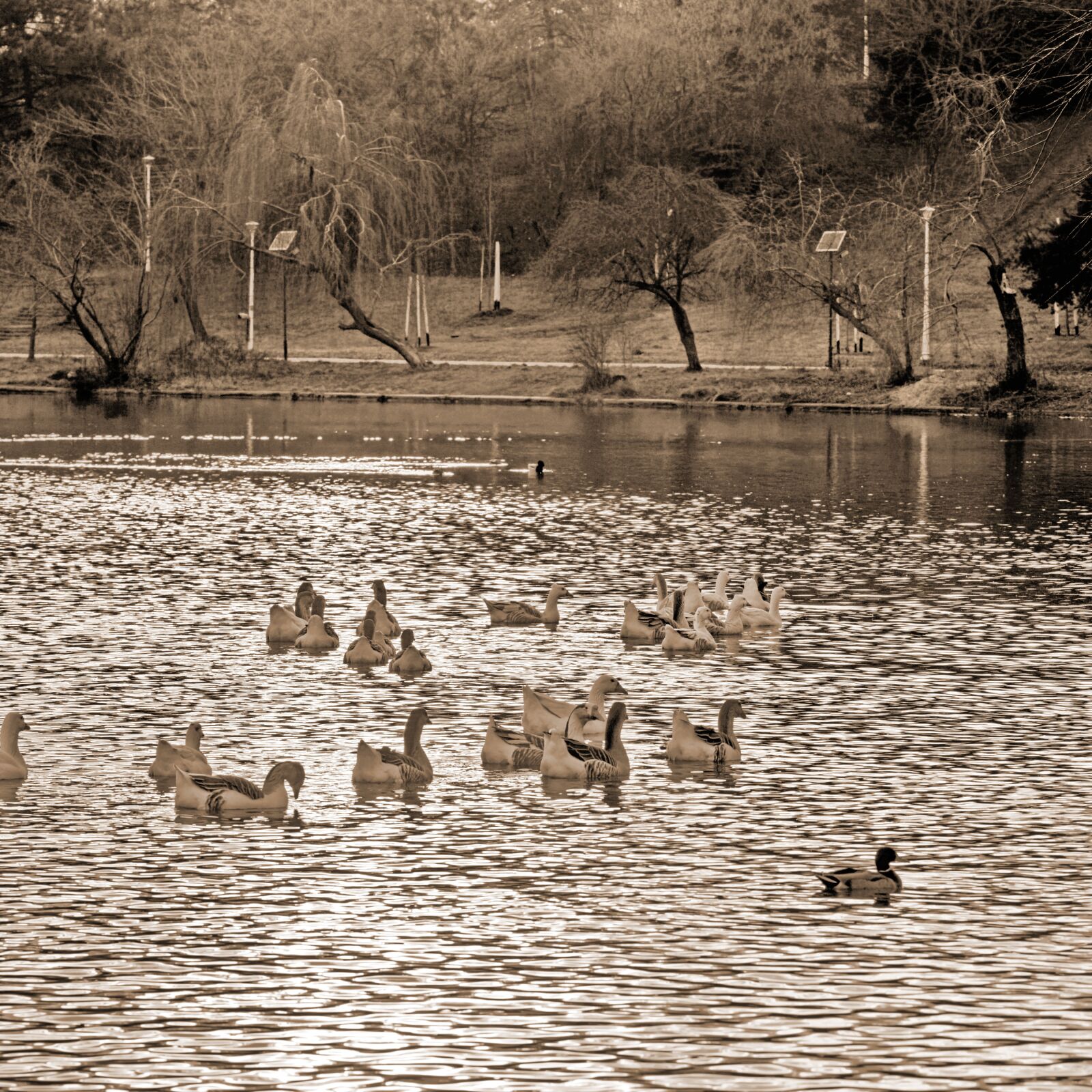 Nikon D5300 sample photo. Birds, goose, ducks photography
