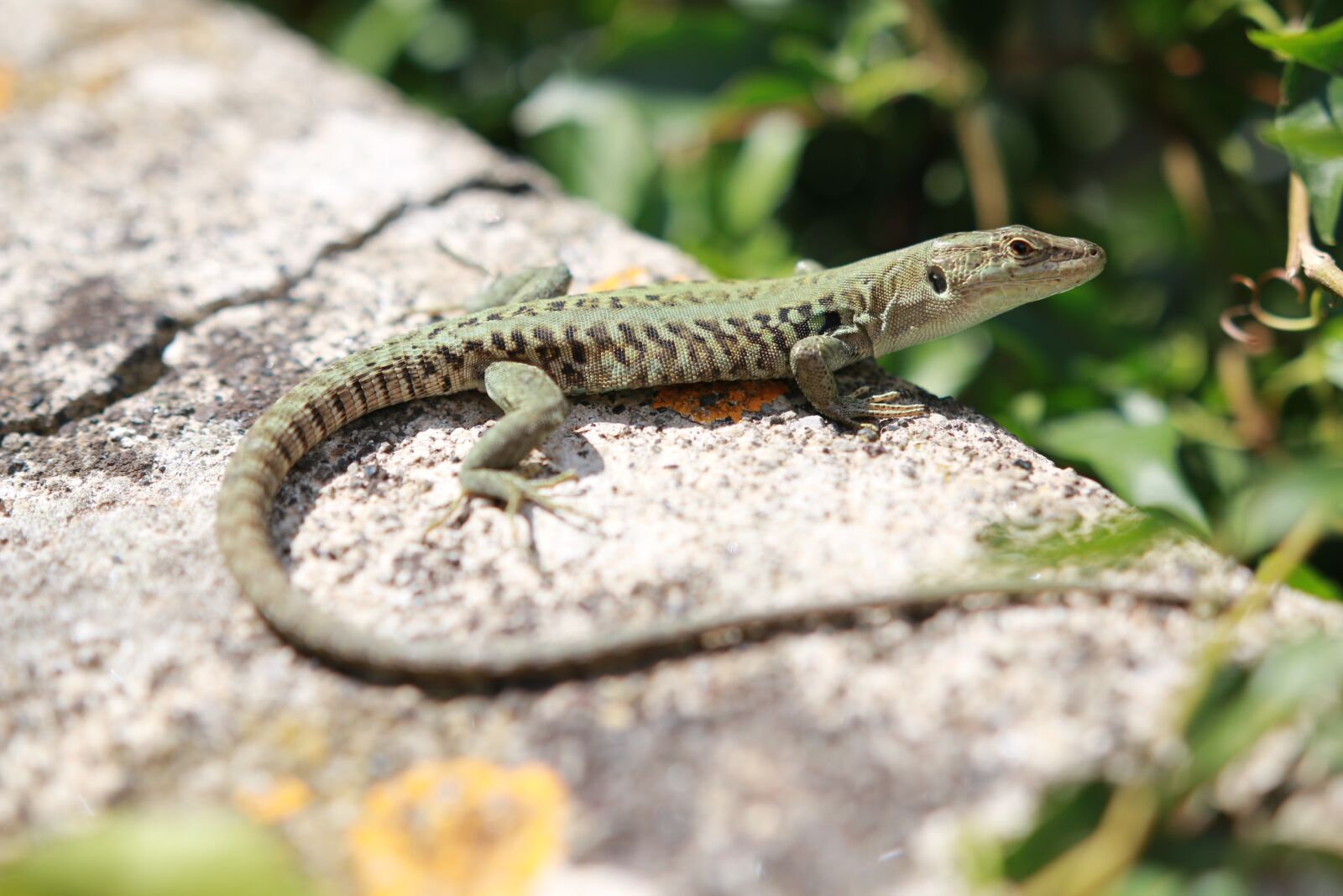 Canon EOS 70D sample photo. The lizard, gad, animal photography