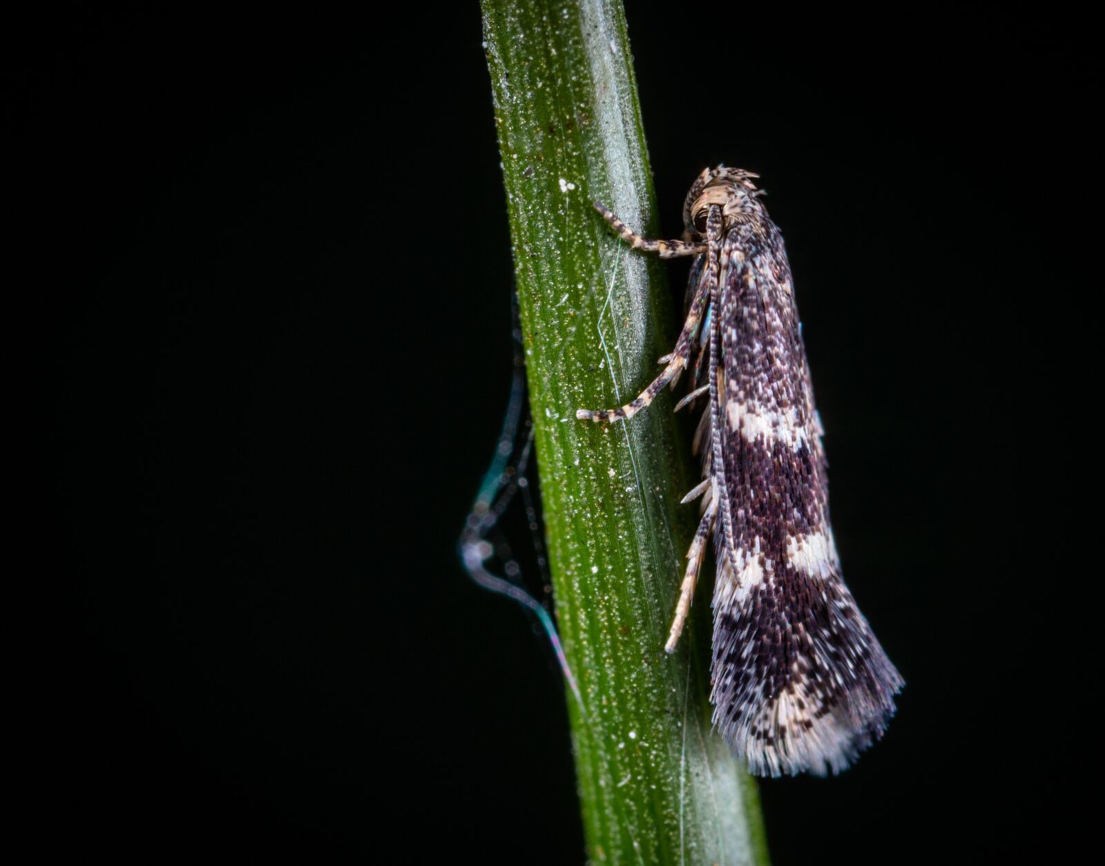 Sony a7R II sample photo. Insect, bespozvonochnoe, lepidoptera photography