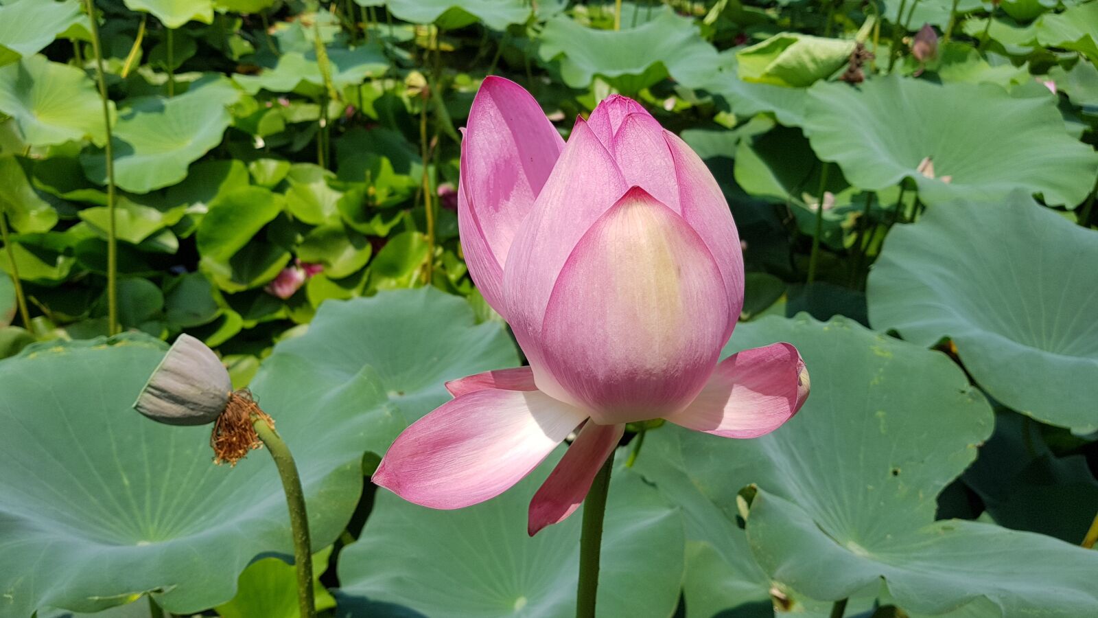 Samsung Galaxy S8+ sample photo. Lotus, lotus leaf, flowers photography