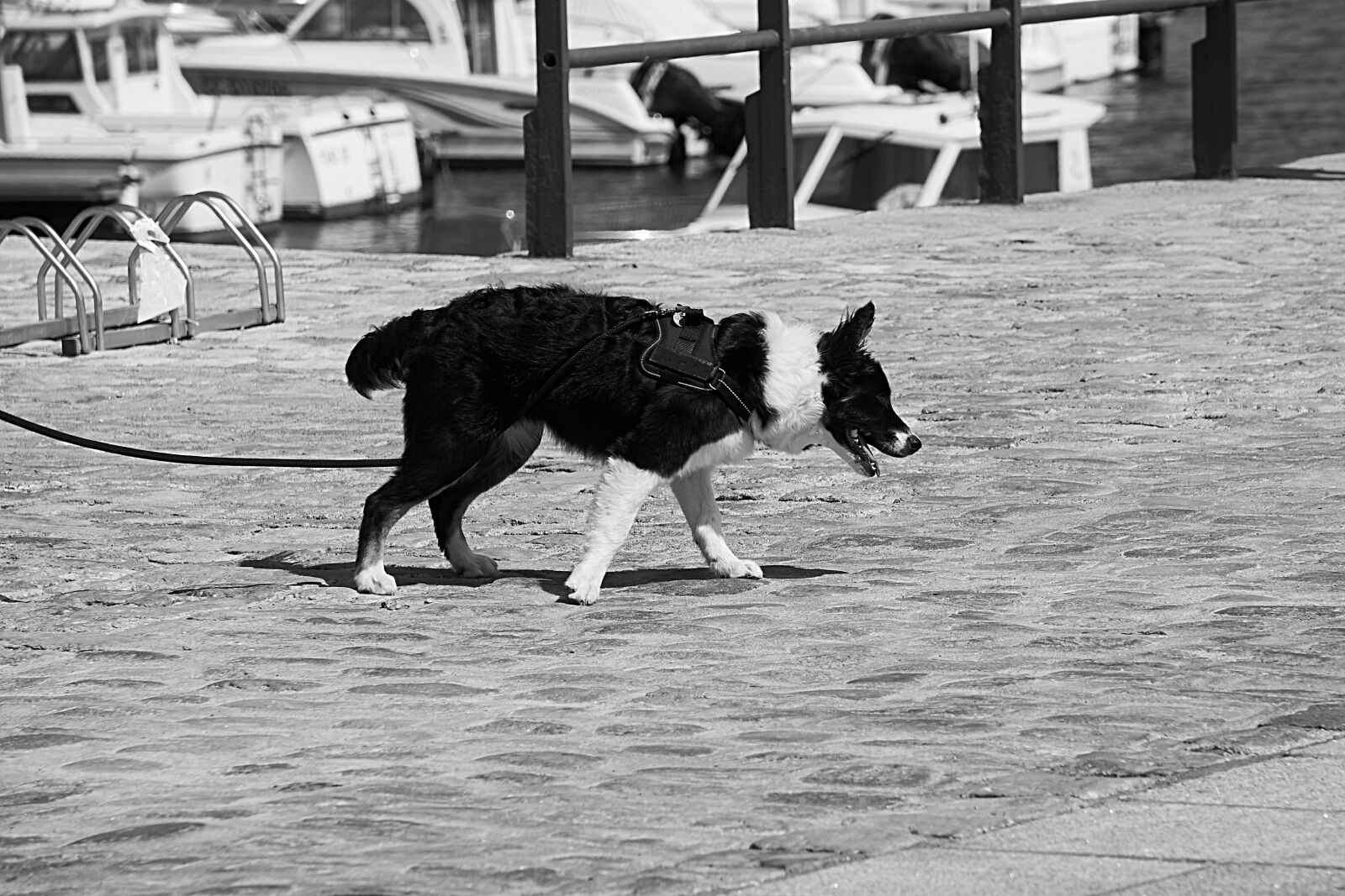 Sony a7 + Sony E 55-210mm F4.5-6.3 OSS sample photo. Canin, chien, laisse, noir photography