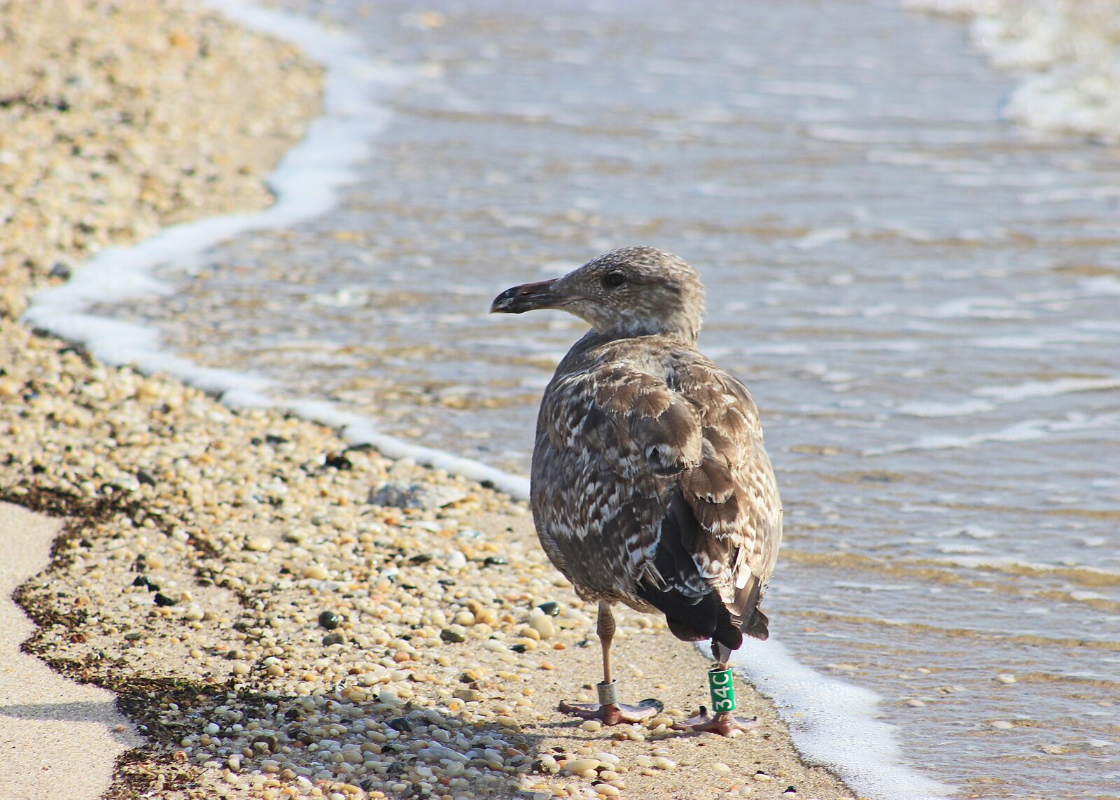 Canon EOS 550D (EOS Rebel T2i / EOS Kiss X4) sample photo. Seagull, beach, gull photography