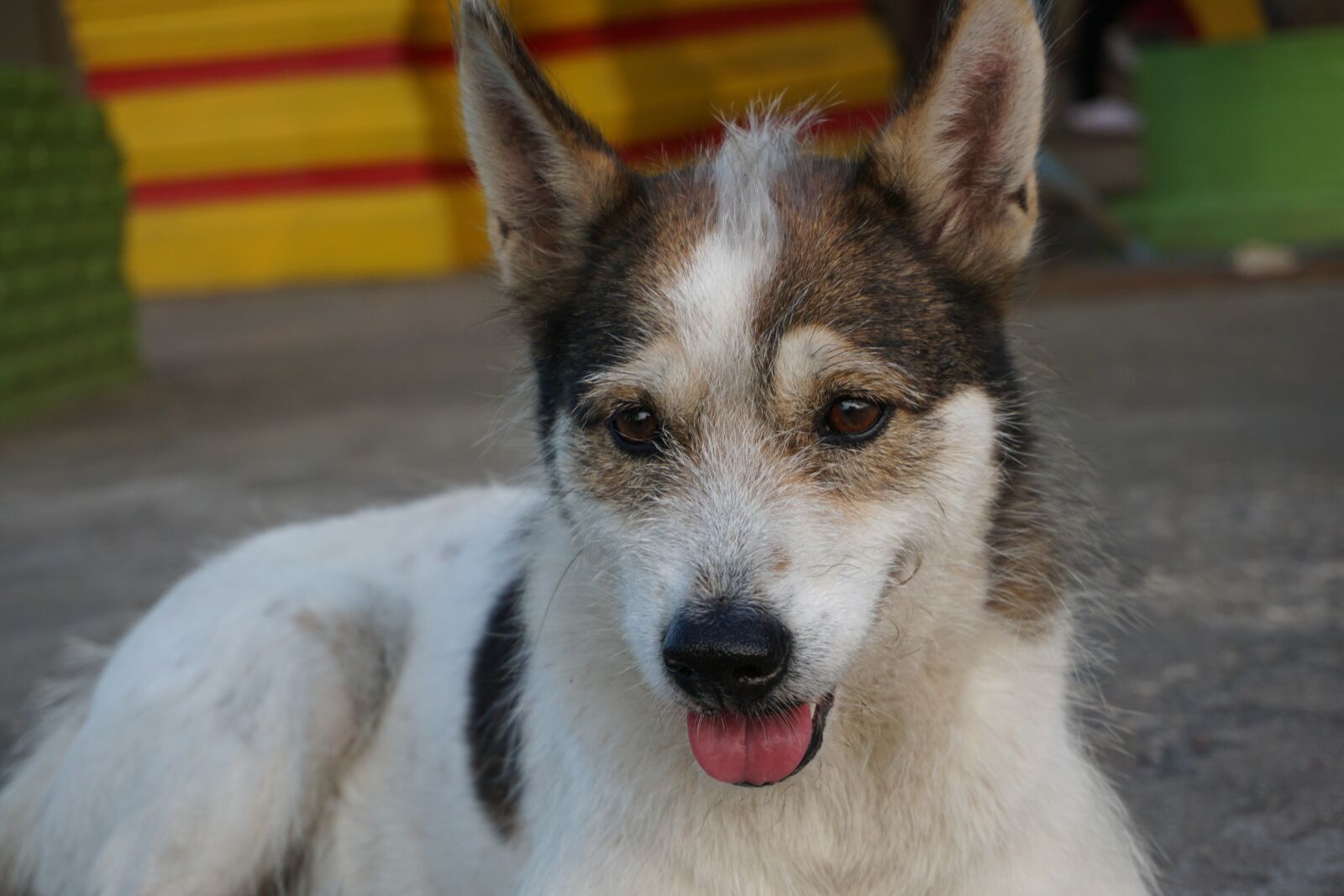 Sony a6000 sample photo. Dog, pet, cute dog photography