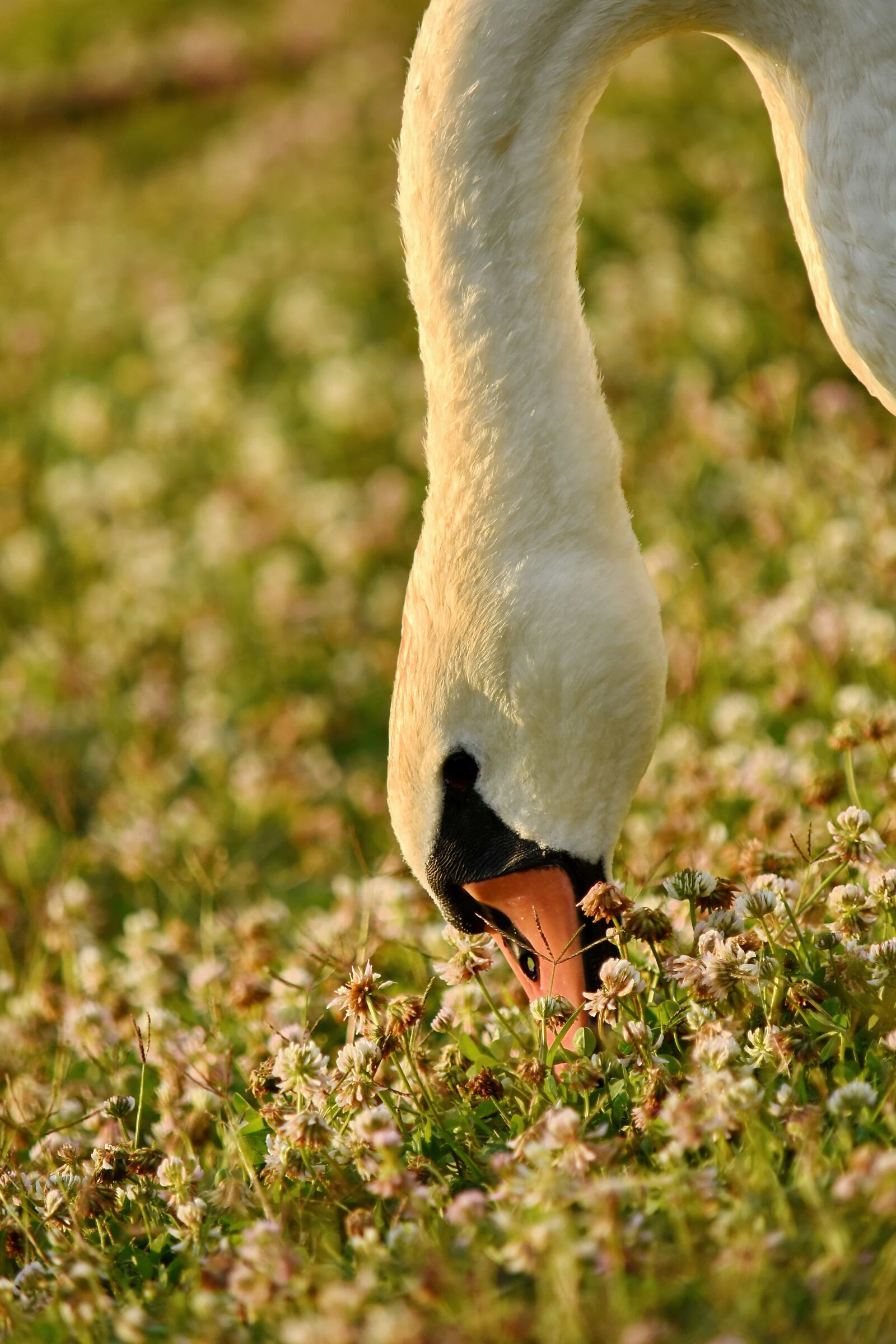 Nikon D5500 sample photo. Animal, eating, grass plants photography