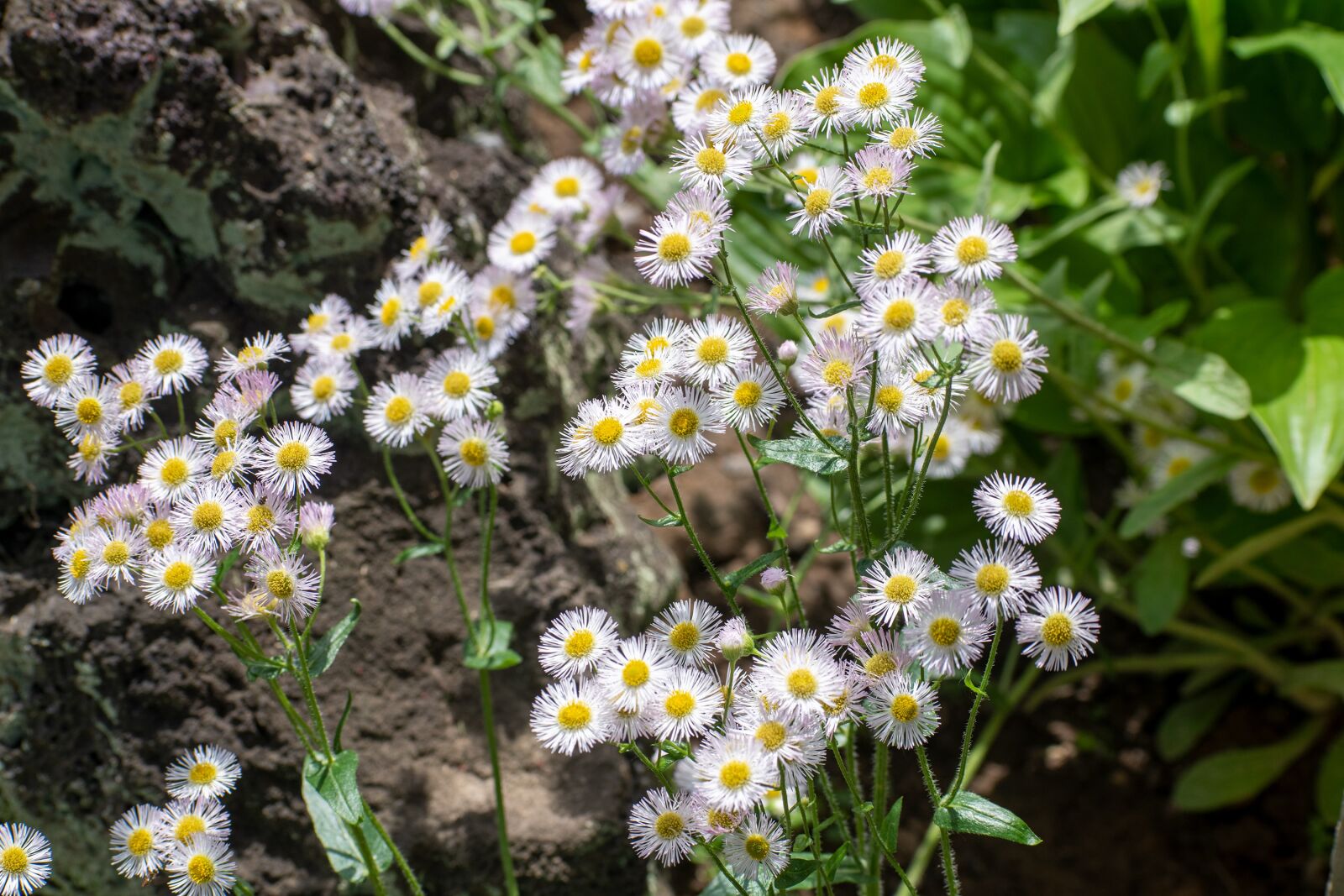 Nikon D3500 sample photo. Flower, white, white flowers photography