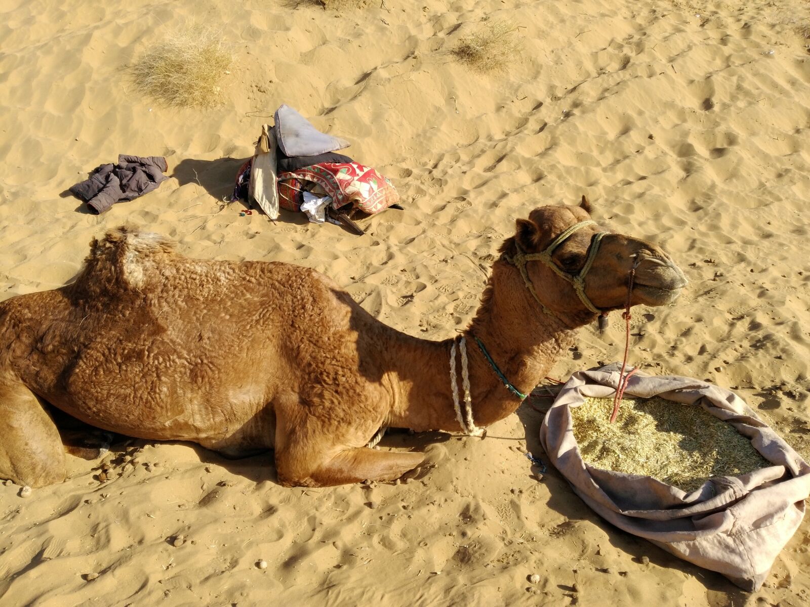 HUAWEI P9 LITE sample photo. Camel, desert, travel photography