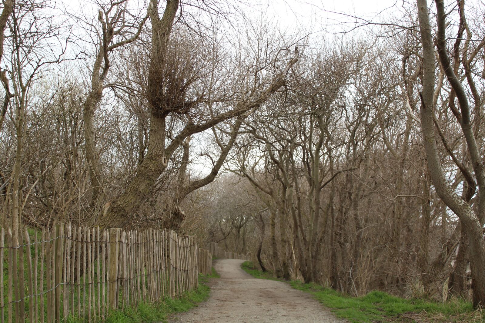 Canon EOS 1300D (EOS Rebel T6 / EOS Kiss X80) sample photo. Tree, landscape, wood photography