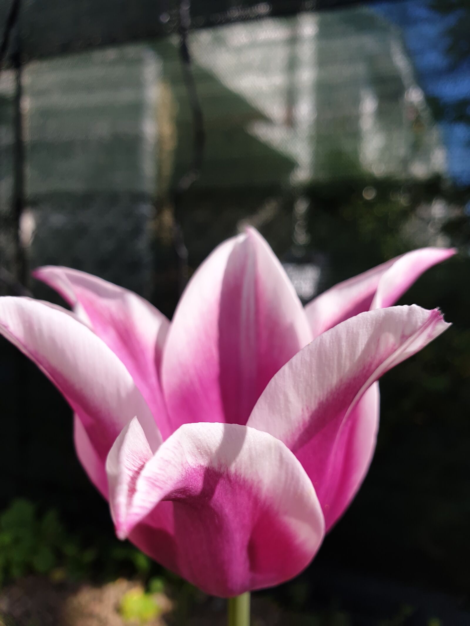 Samsung Galaxy S9 sample photo. Tulip, flower, spring photography
