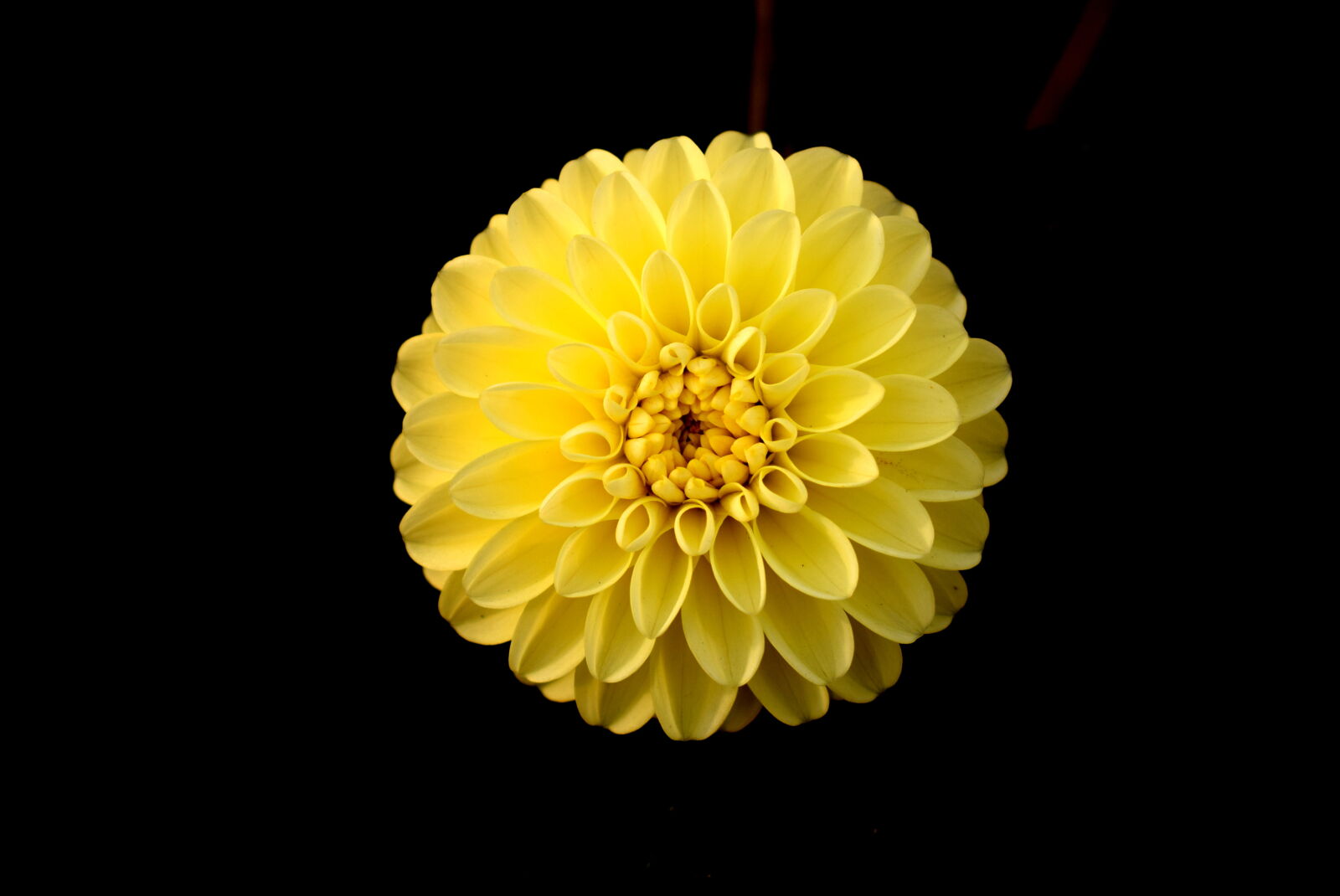 Nikon AF-P DX Nikkor 18-55mm F3.5-5.6G sample photo. Dahlia, flower, flowers, garden photography