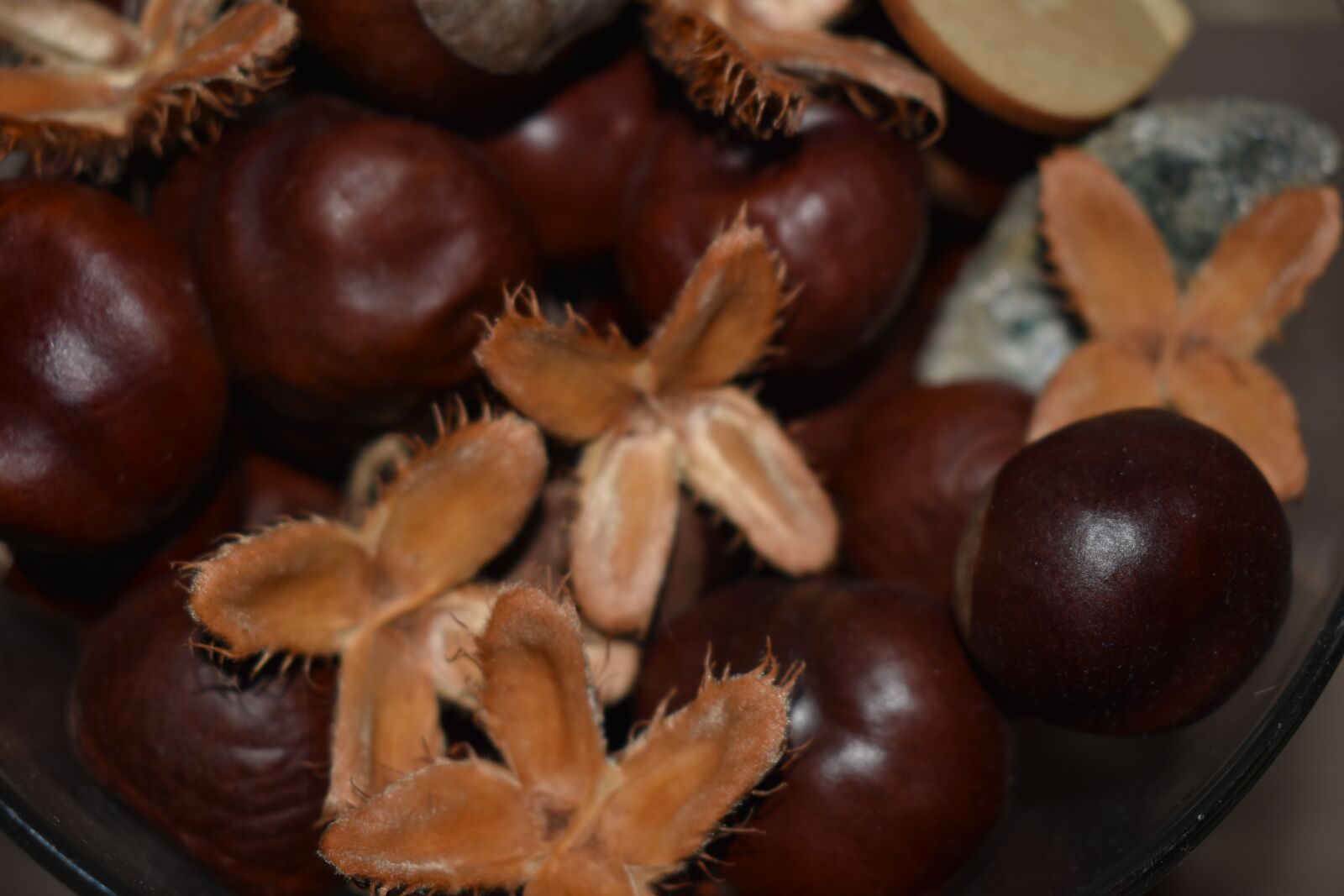 Nikon D3400 sample photo. Beech, autumn, chestnuts photography