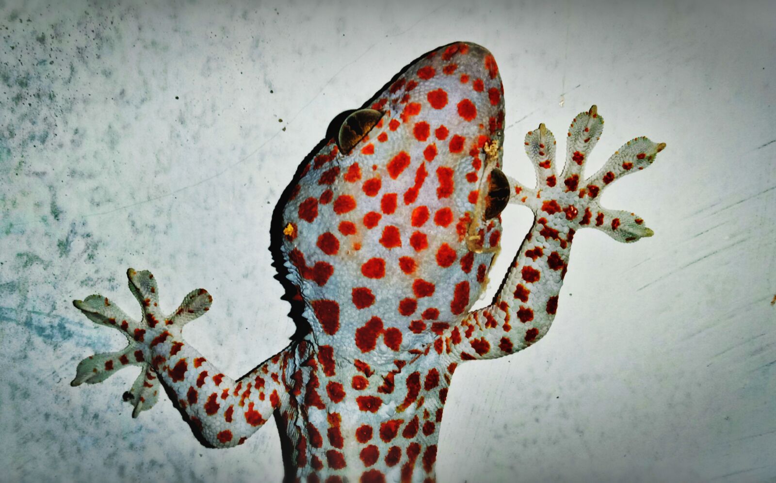 vivo 1904 sample photo. Gecko, lizard, reptile photography