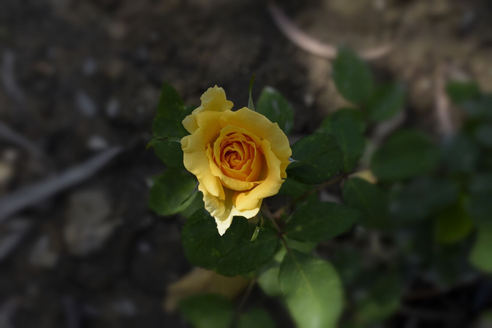 Nikon D5600 sample photo. Nature, flower, rose photography