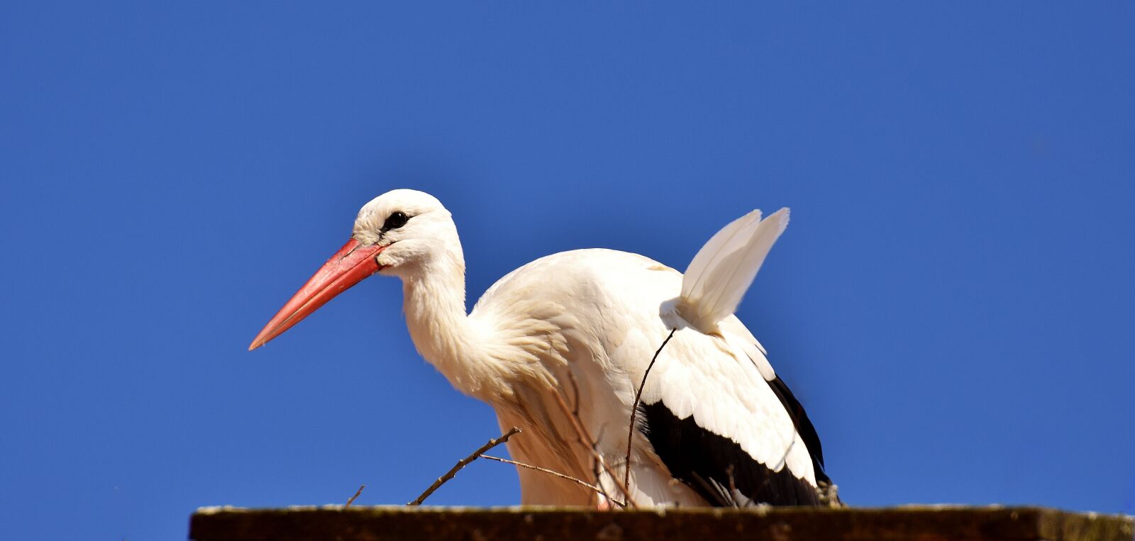 Nikon D7200 sample photo. Stork, bird, flying photography