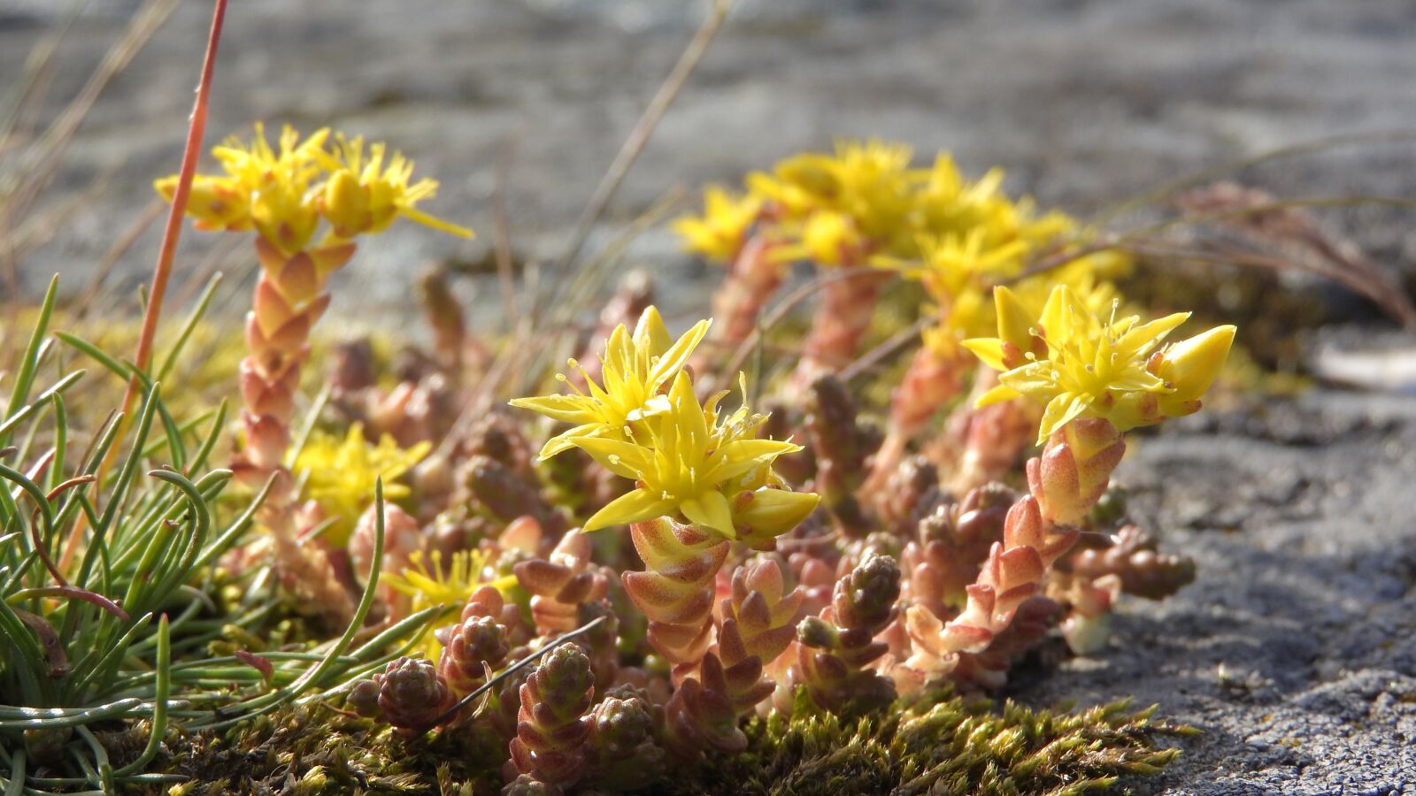 Nikon Coolpix P610 sample photo. Stonecrop, flowering, yellow photography