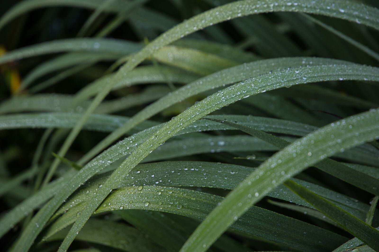 Canon EF 24-105mm F3.5-5.6 IS STM sample photo. Grass, dew, green photography