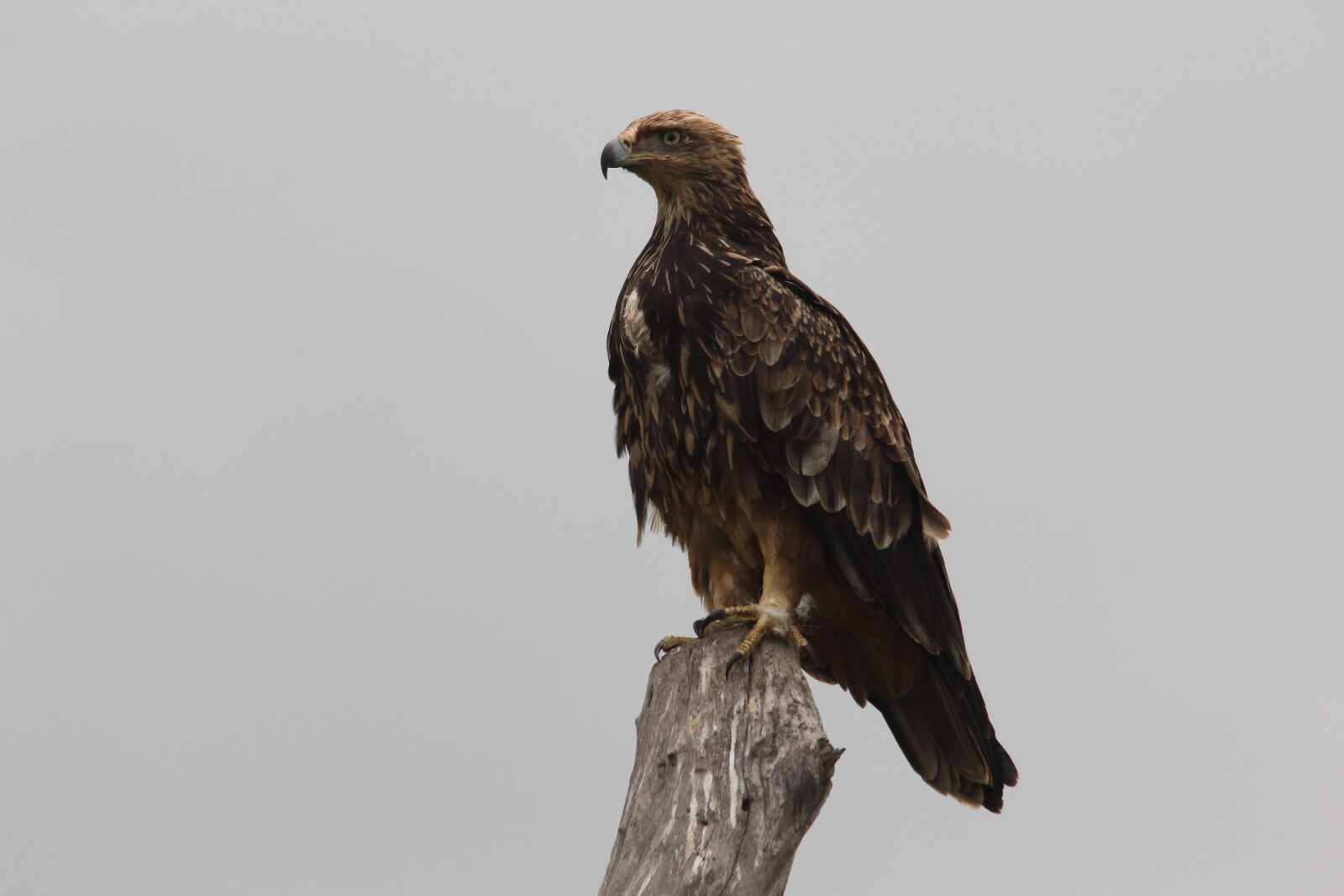 Canon EOS 60D sample photo. Hawk, bird, watching photography