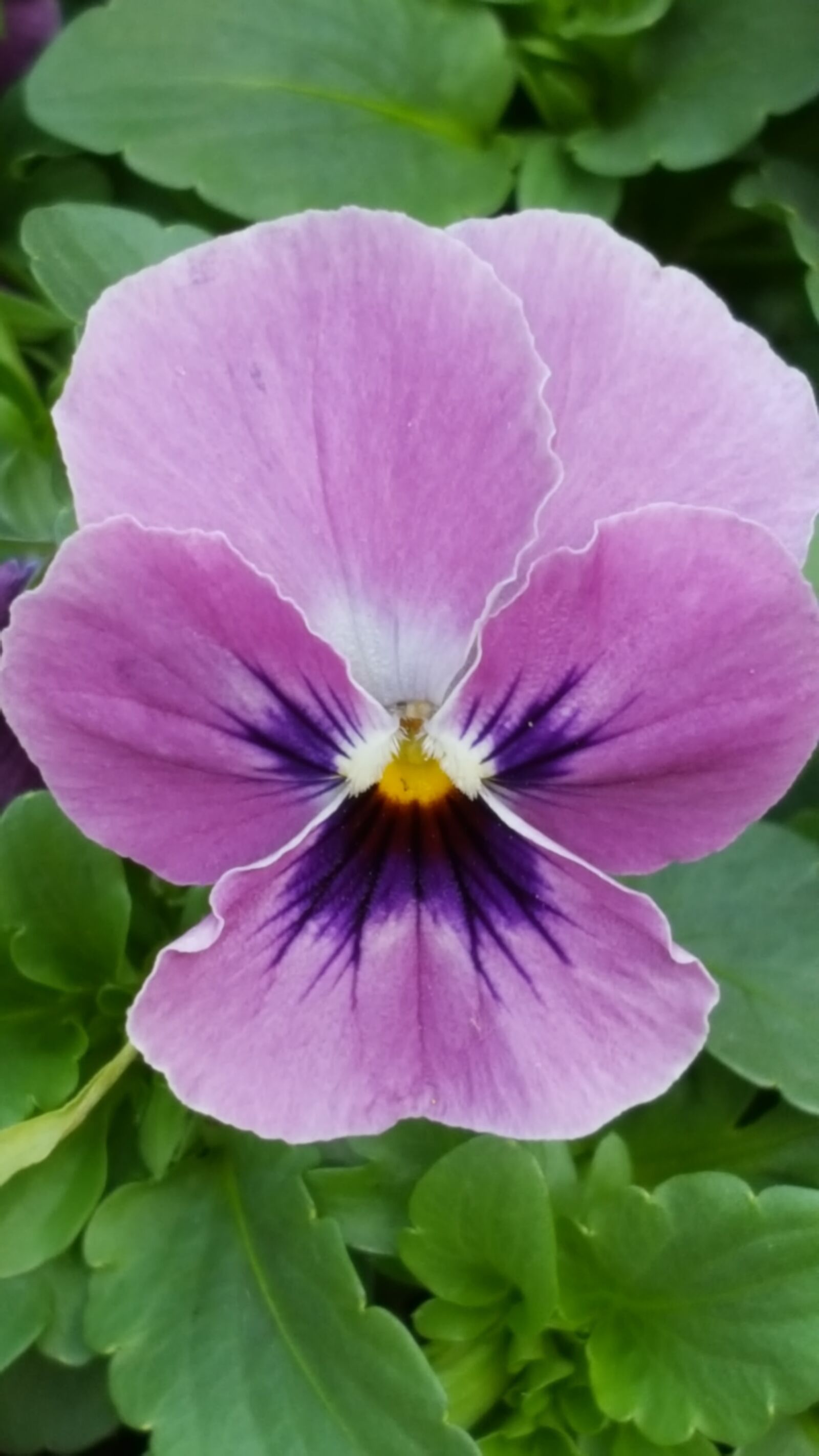 Samsung Galaxy S6 sample photo. Flower, blossom, bloom photography