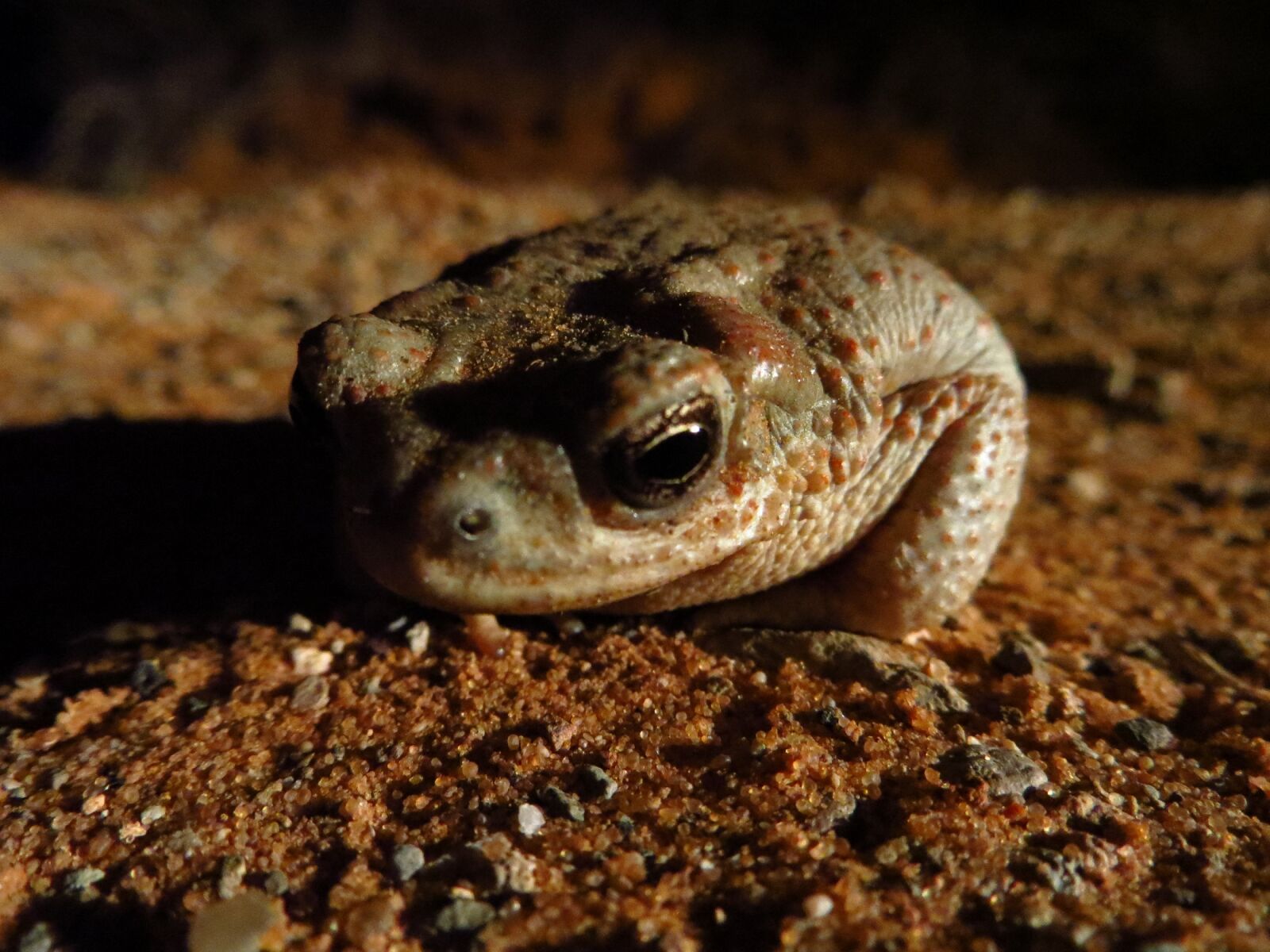 Canon PowerShot SX260 HS sample photo. Red spotted toad, wildlife photography